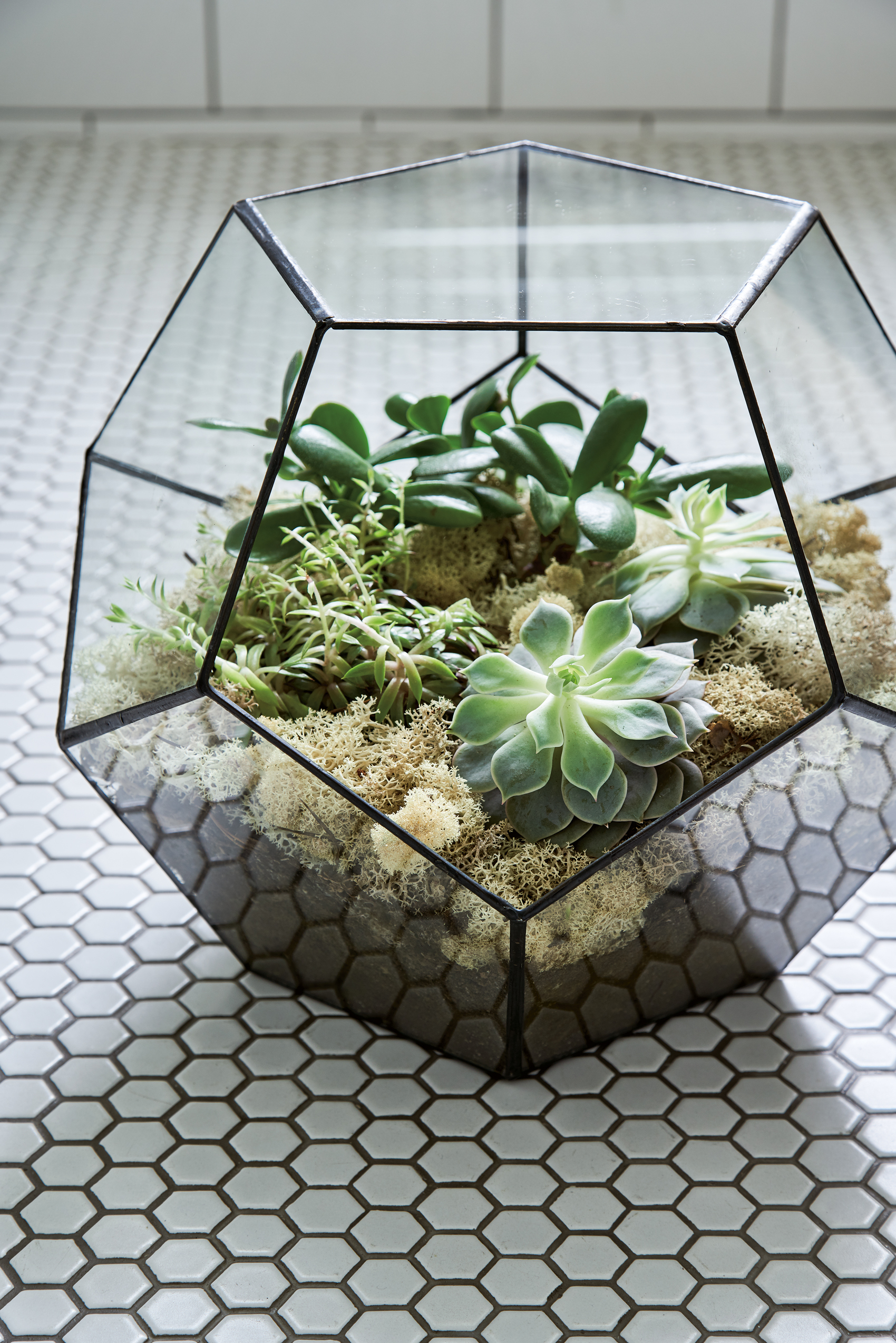 Terrarium filled with (from left) radiator plant; money tree; echiveria and finished