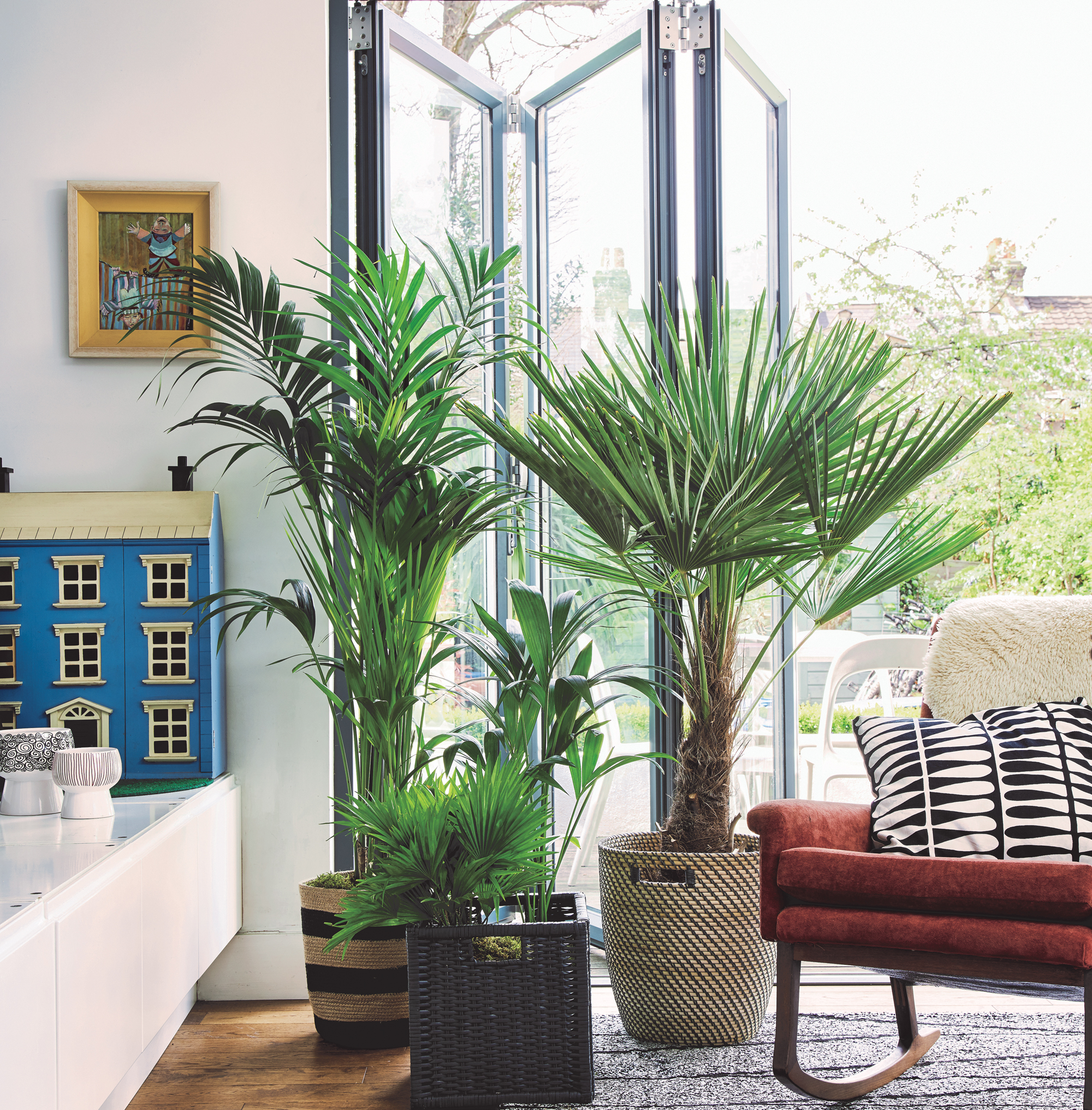 Three containers of palms make an eye-catching display and blur the boundary between the indoors and outdoors. (from left) Kentia palm; Washington palm; Kentia palm and Chinese Windmill palm. Room featured in At Home With Plants (Nick Pope/Mitchell Beazley/PA)