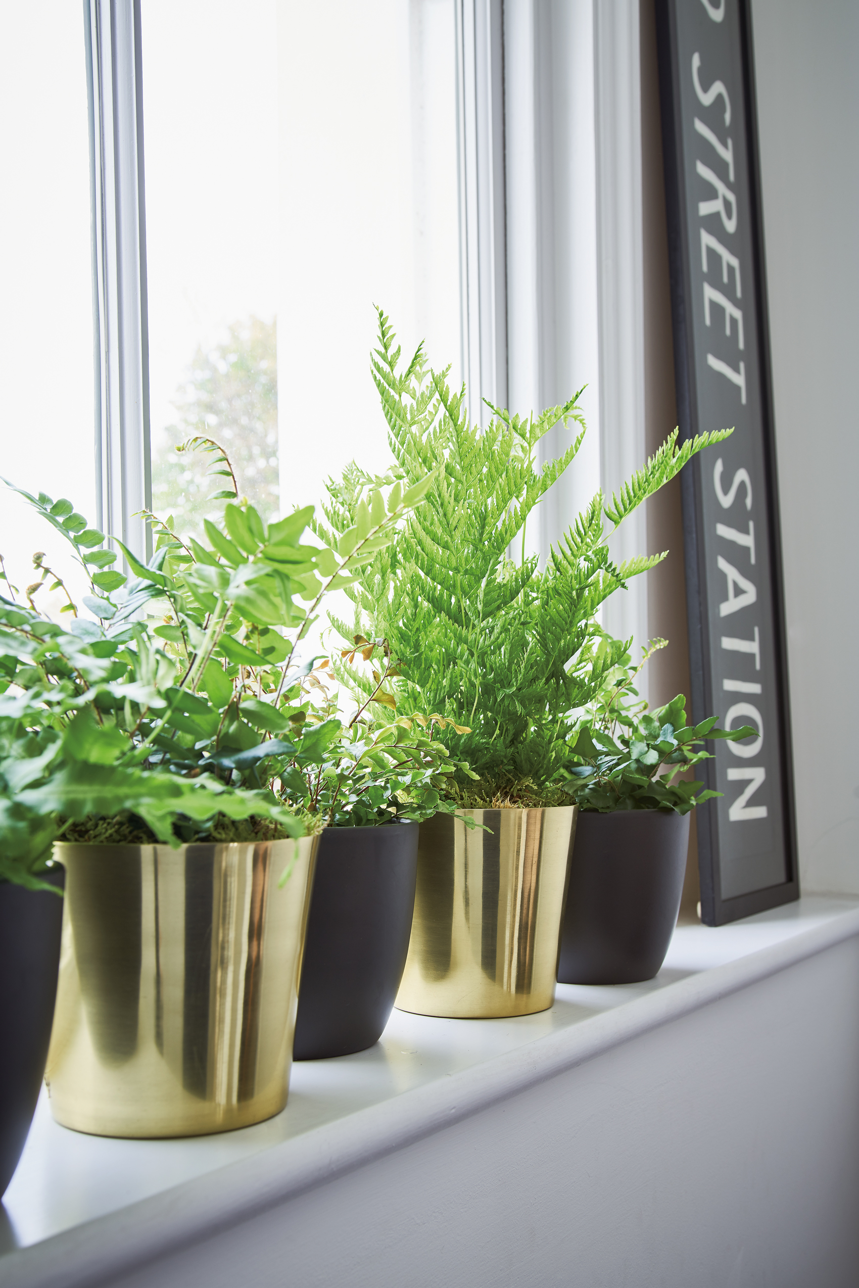 A line up of planters in alternating styles is a simple design device for displaying a collection of plants from the same family, in this case, ferns. Room featured in At Home With Plants y Mitchell (Nick Pope/Mitchell Beazley/PA)