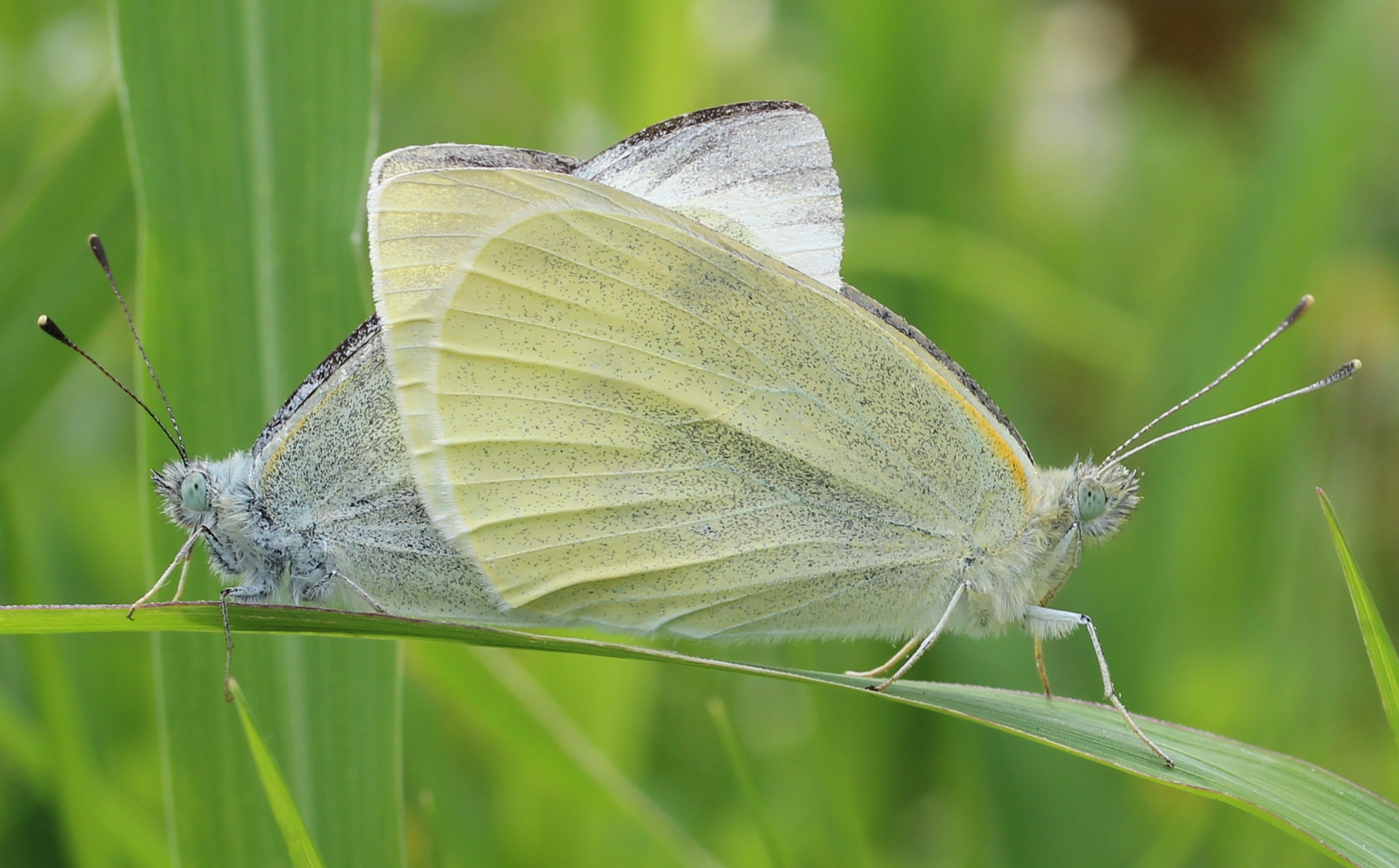 Cabbage white butterflies.