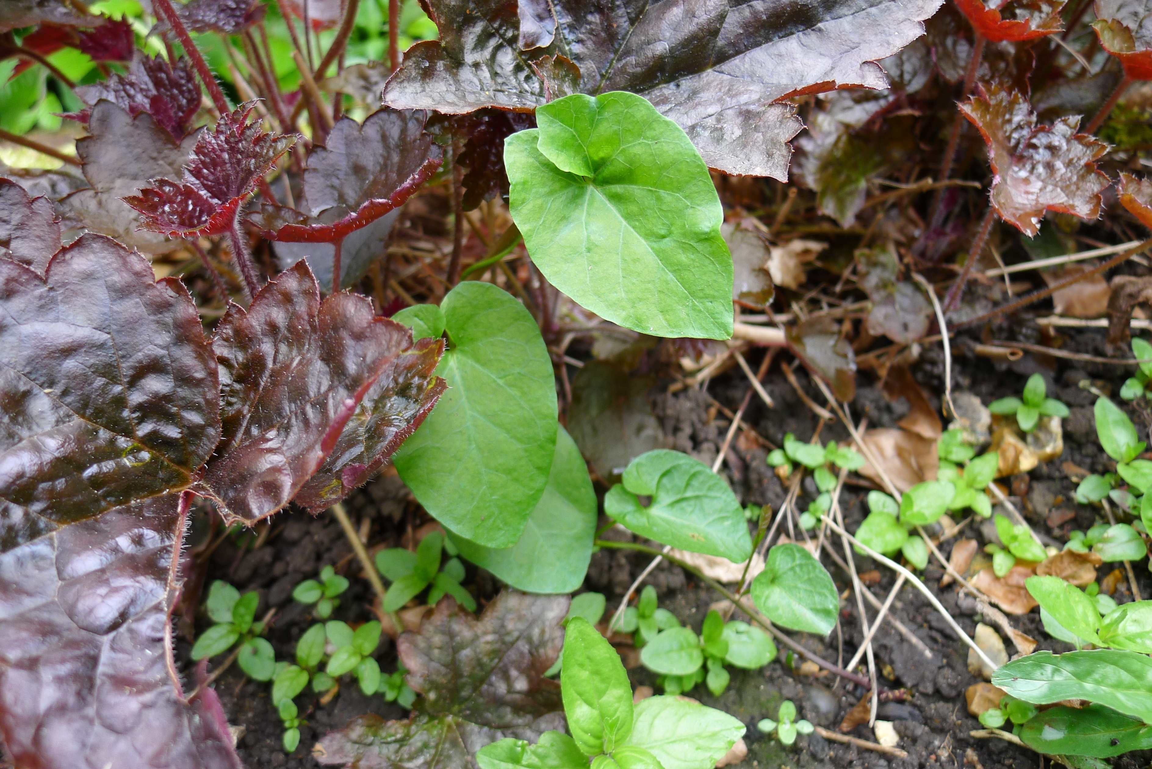 Remove affected plants (Hannah Stephenson/PA)