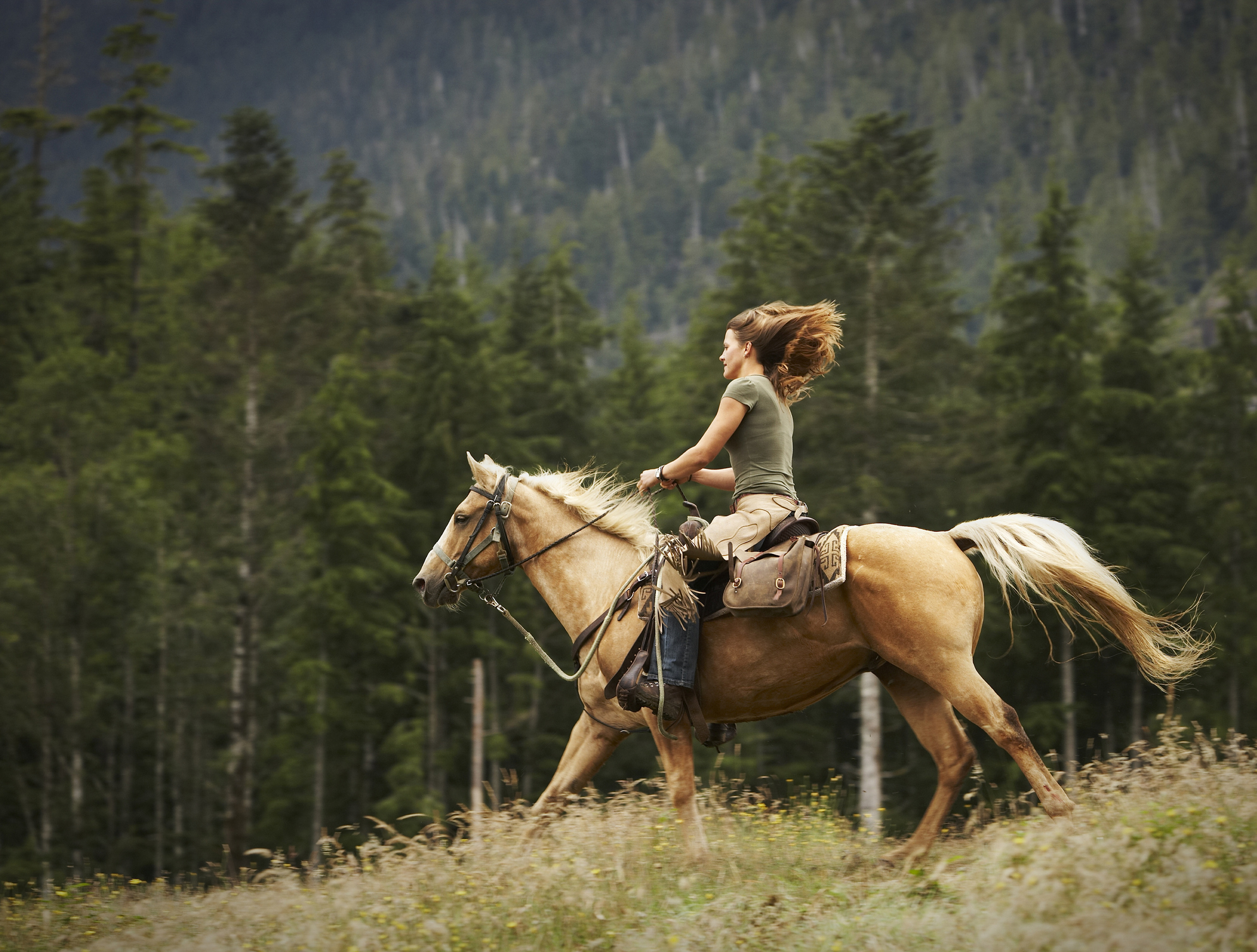 Horses may have originated in Arabia and central Asia, DNA analysis