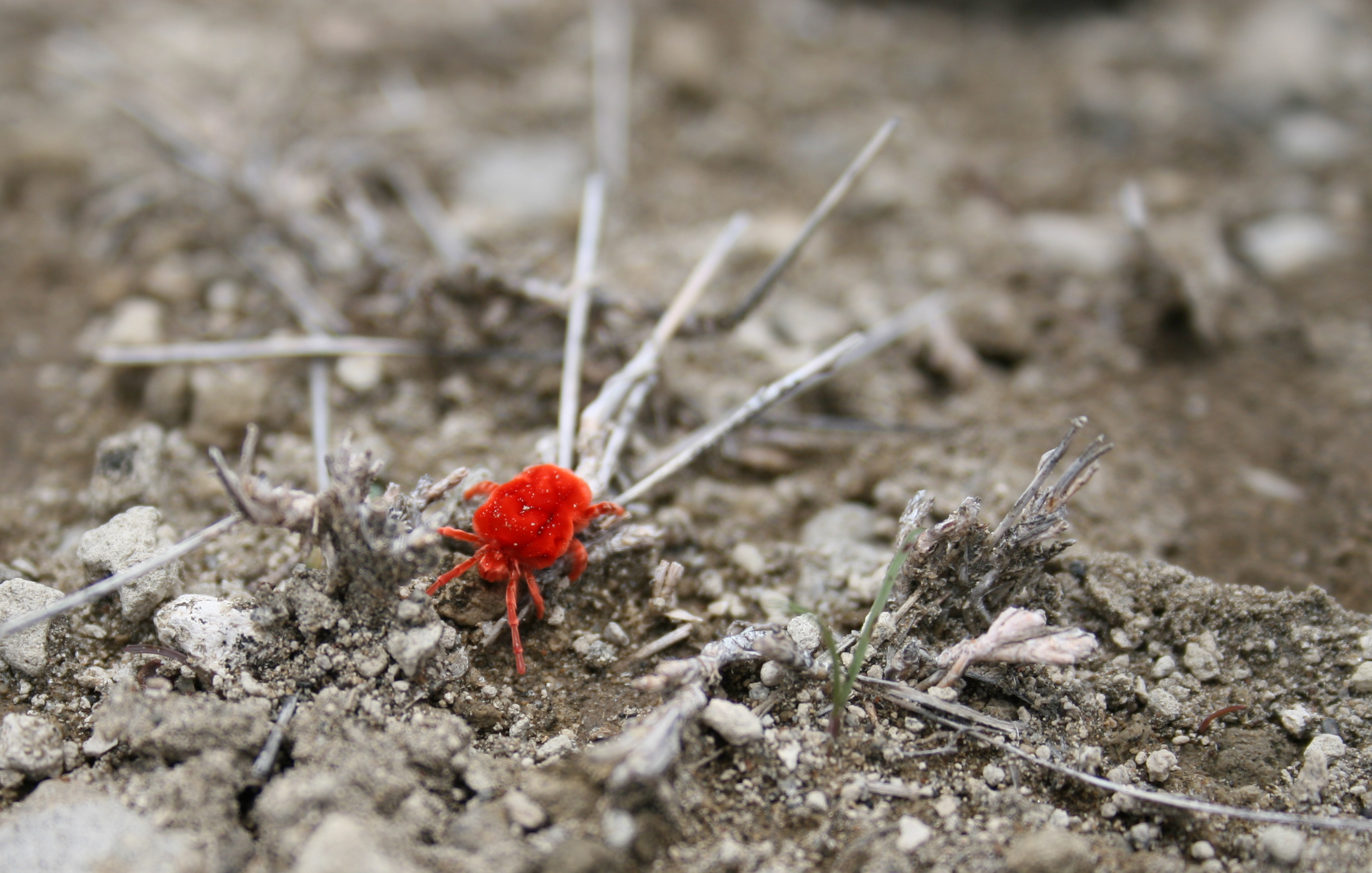 Red spider mite (Thinkstock)