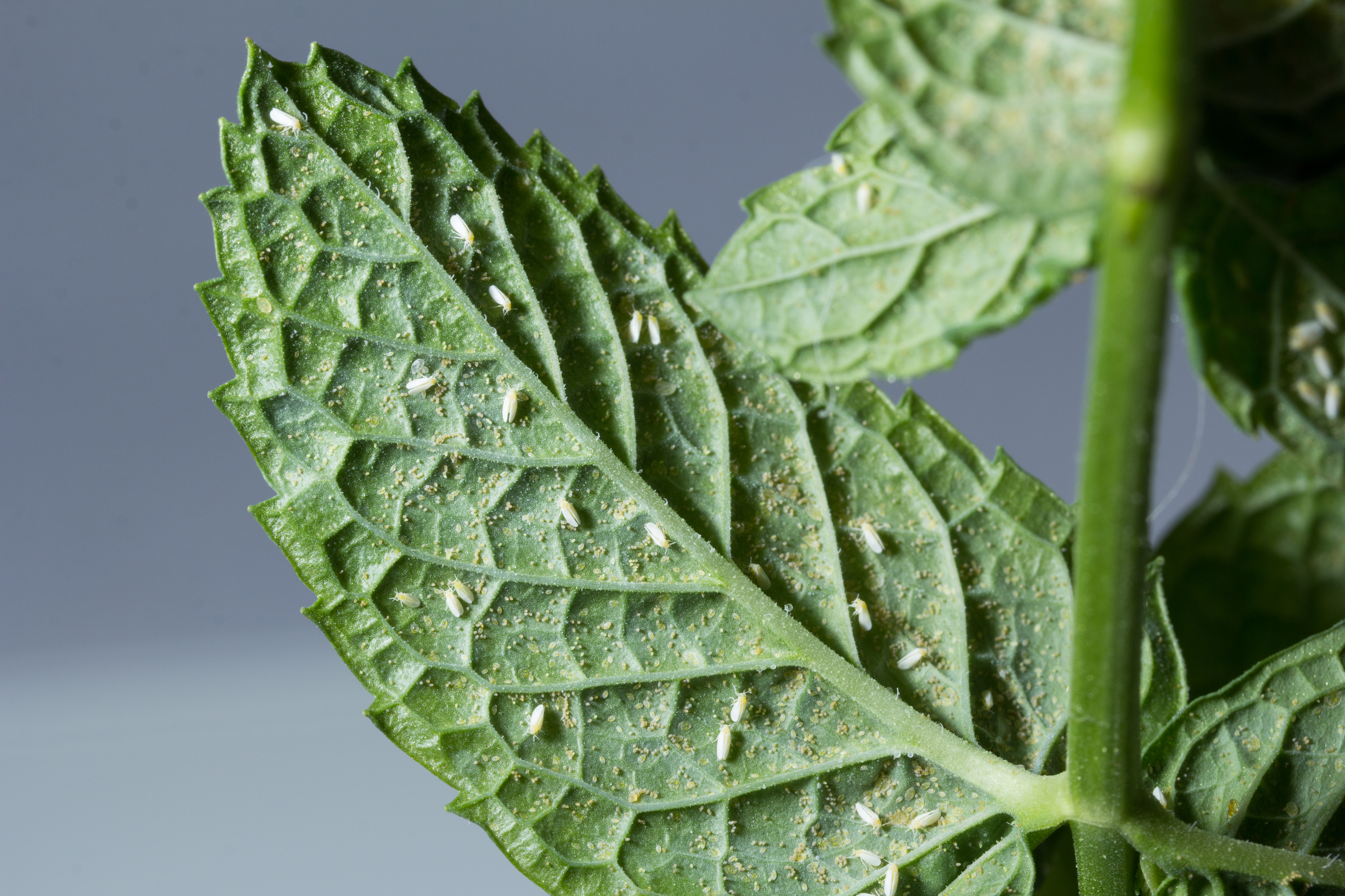 Whitefly (Thinkstock/PA)