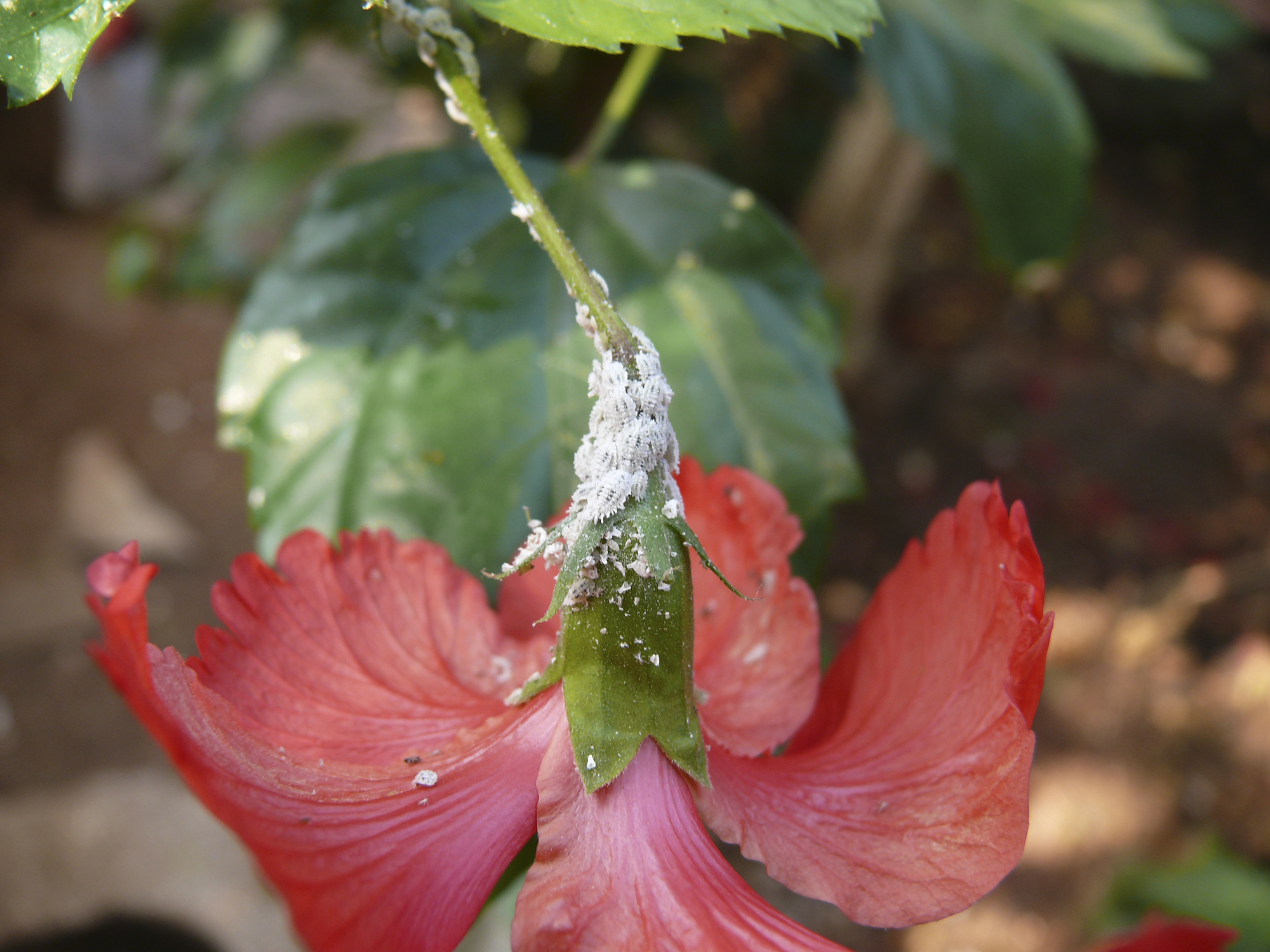 Mealybugs (Thinkstock/PA)