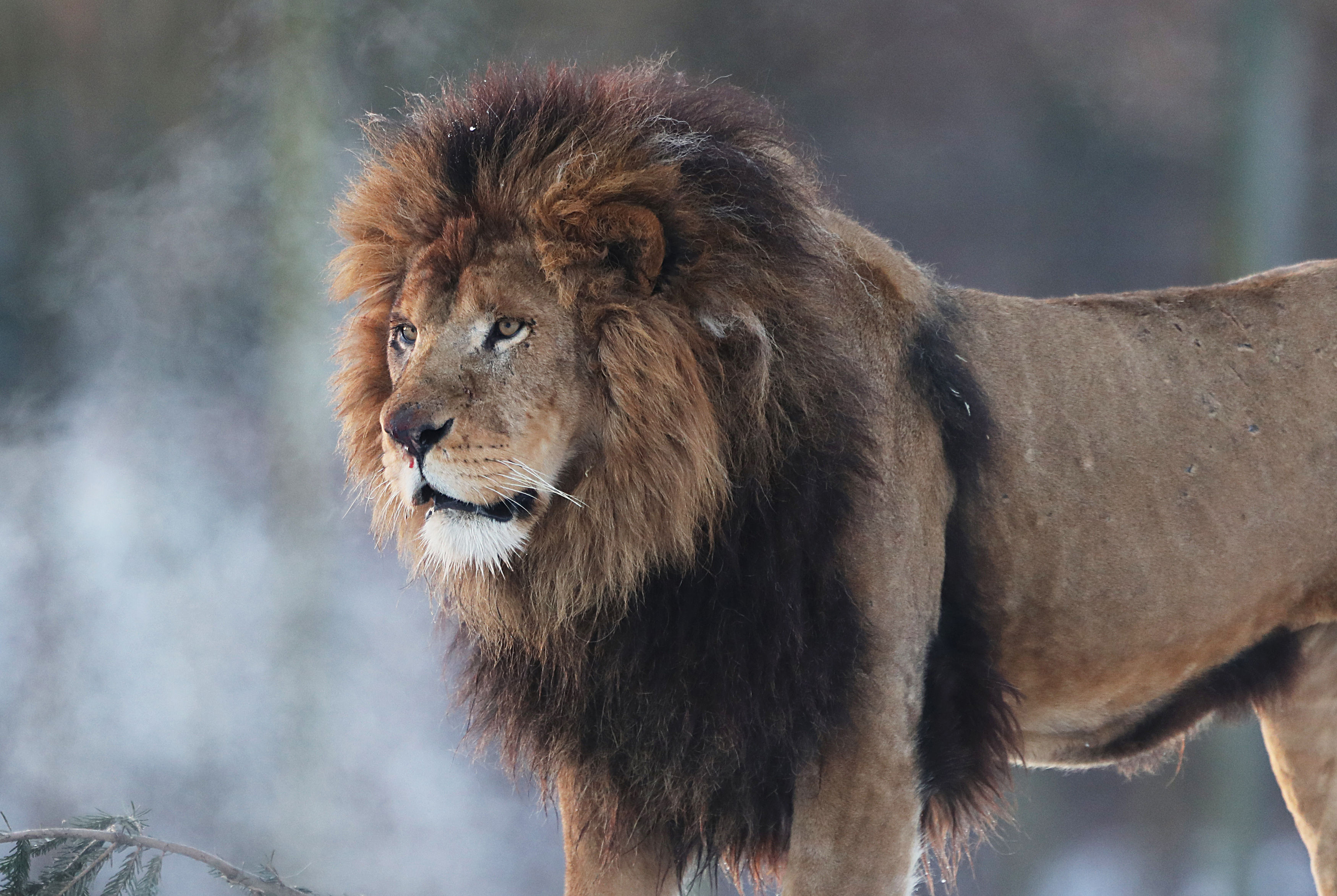 Lion.