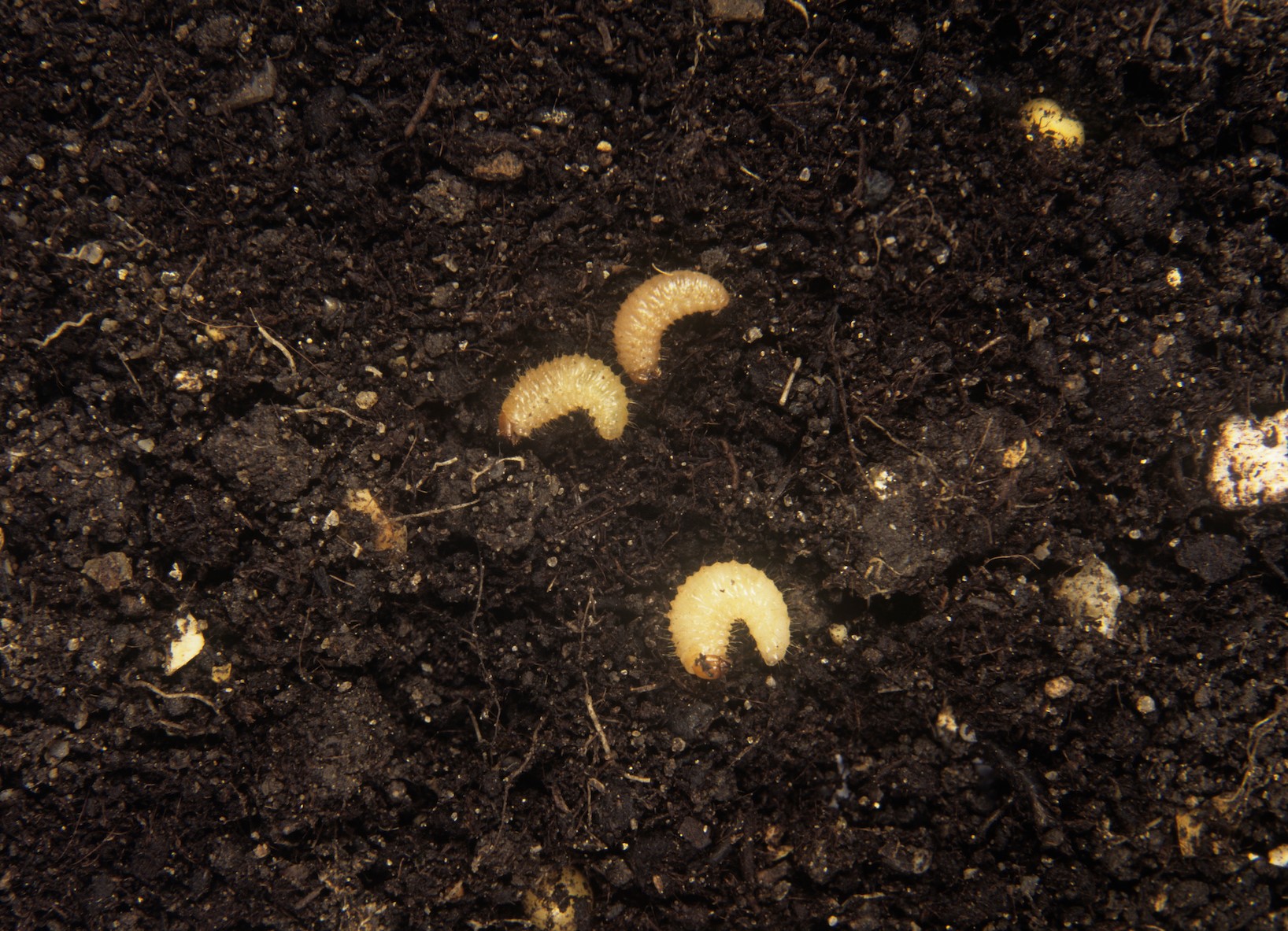 Vine weevil larvae (Tim Sandall/RHS/PA)