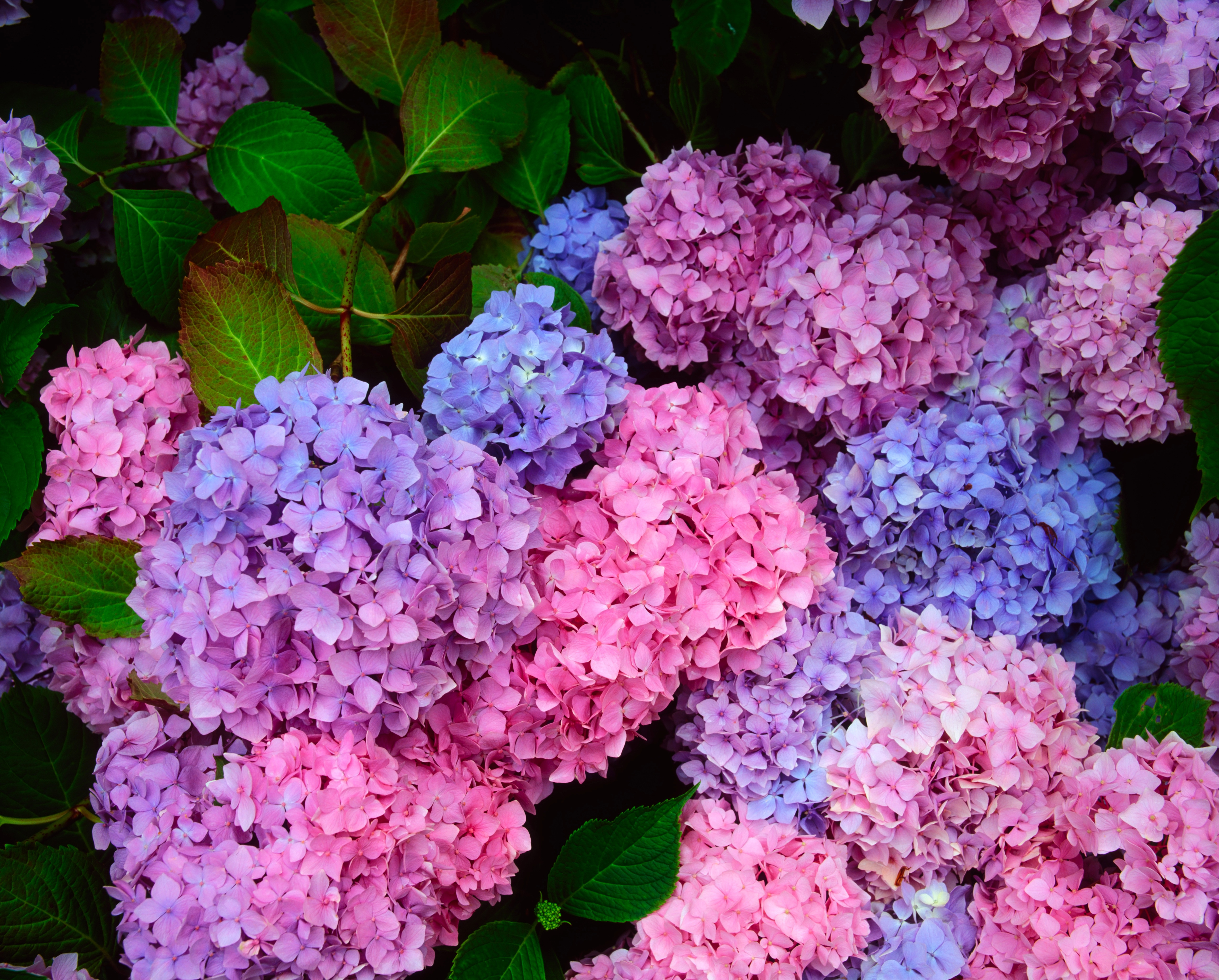Purple hydrangeas in bloom (Thinkstock/PA)