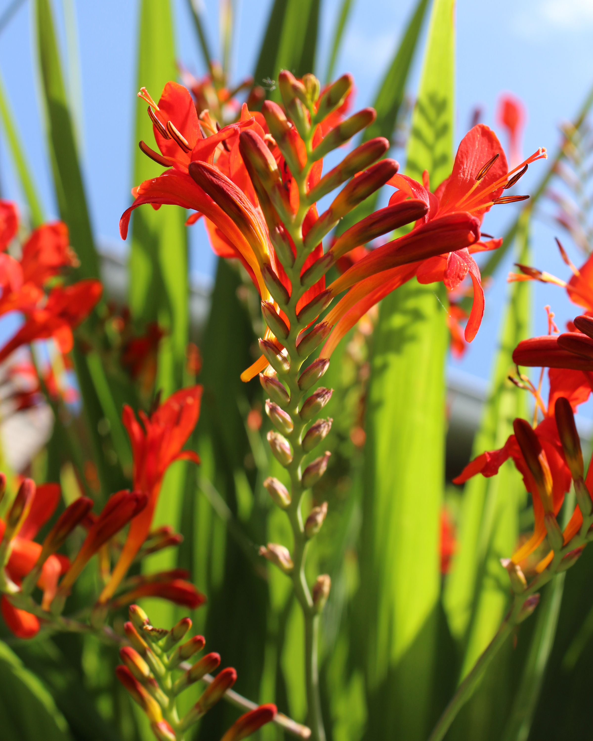 Deep orange flowers of the Crocosmia Lucifer in bloom (Thinkstock/PA)