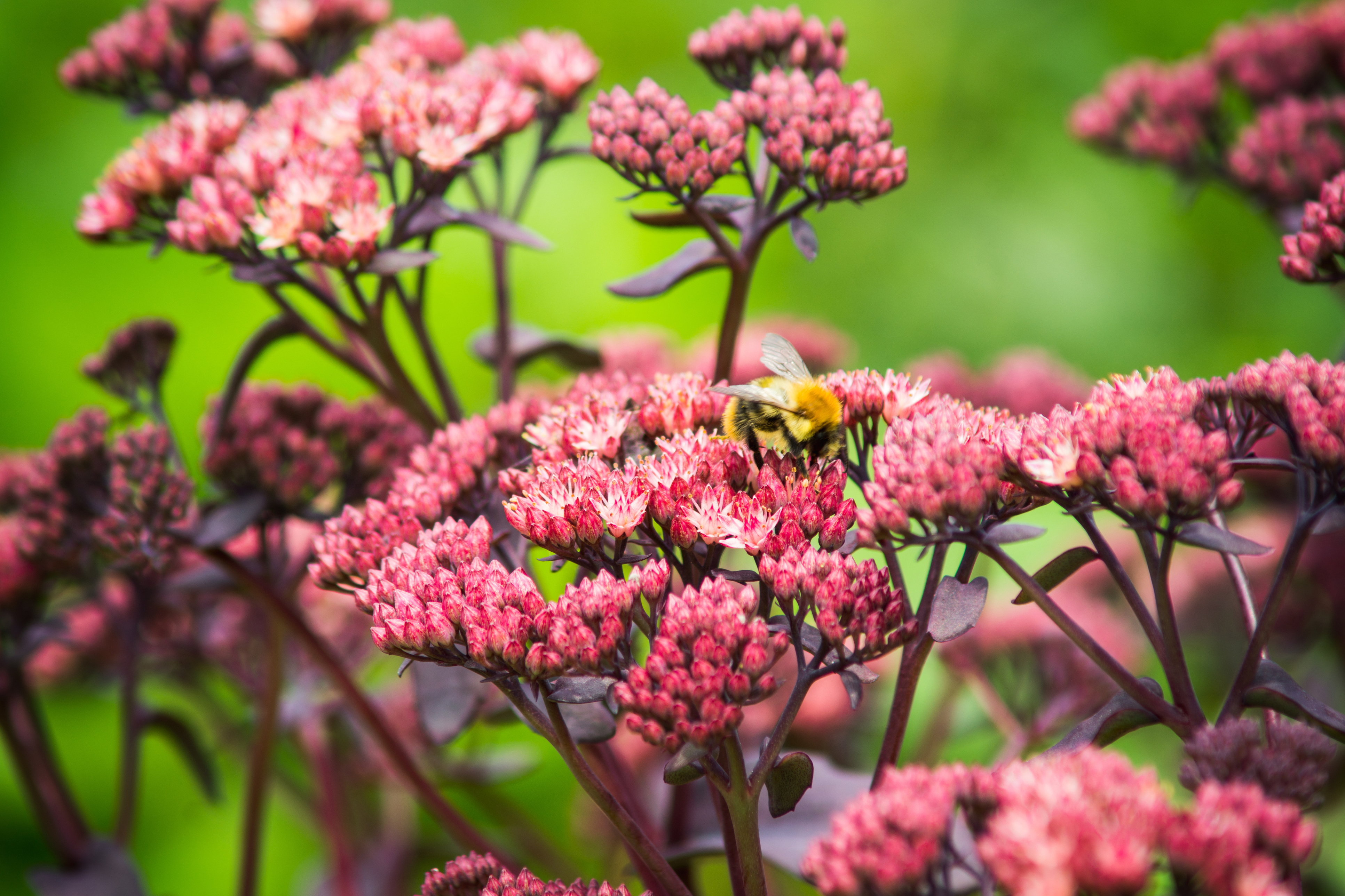 Sedum spectabile in bloom (Thinkstock/PA)