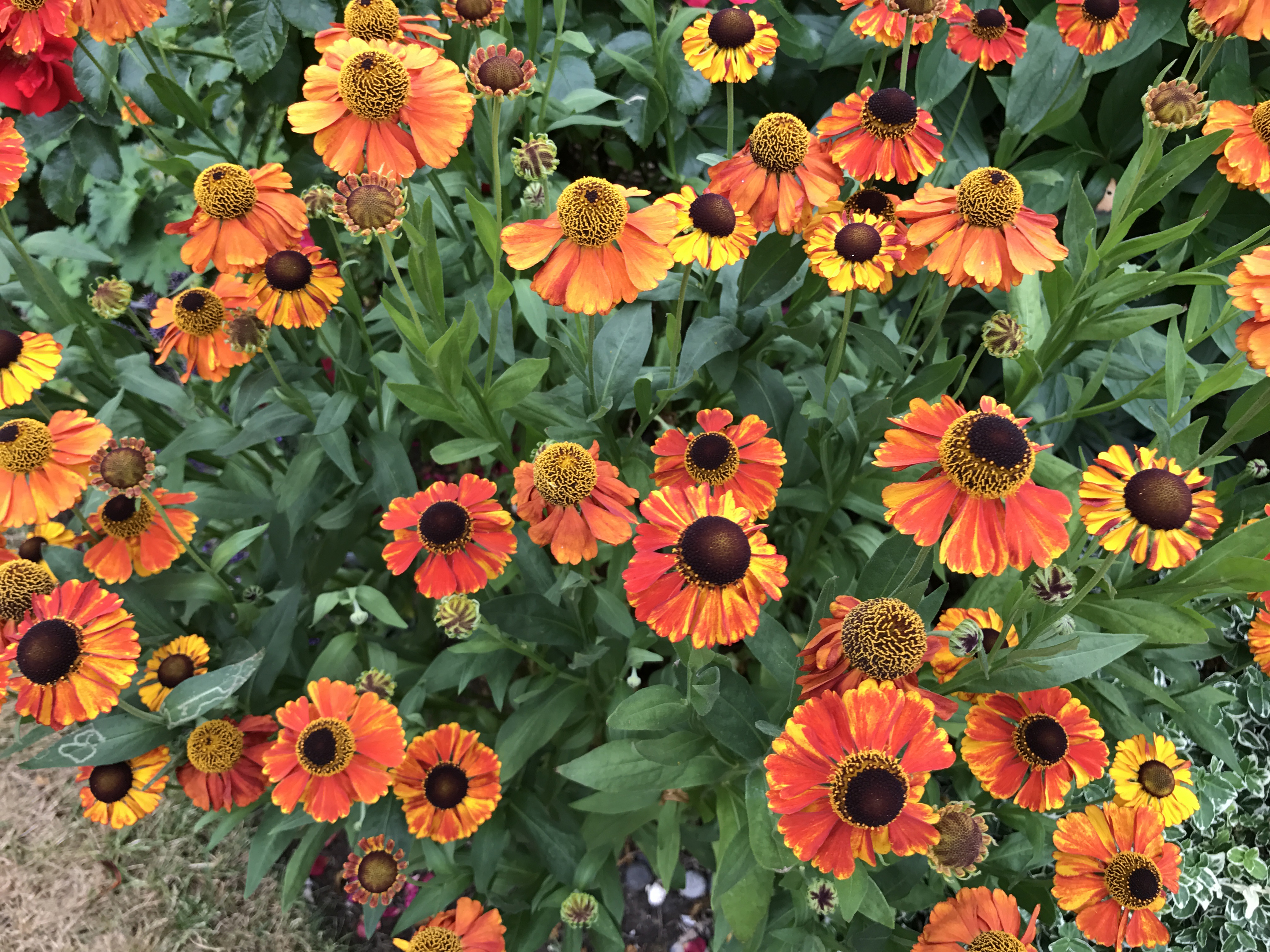 Heleniums in bloom (Thinkstock/PA)