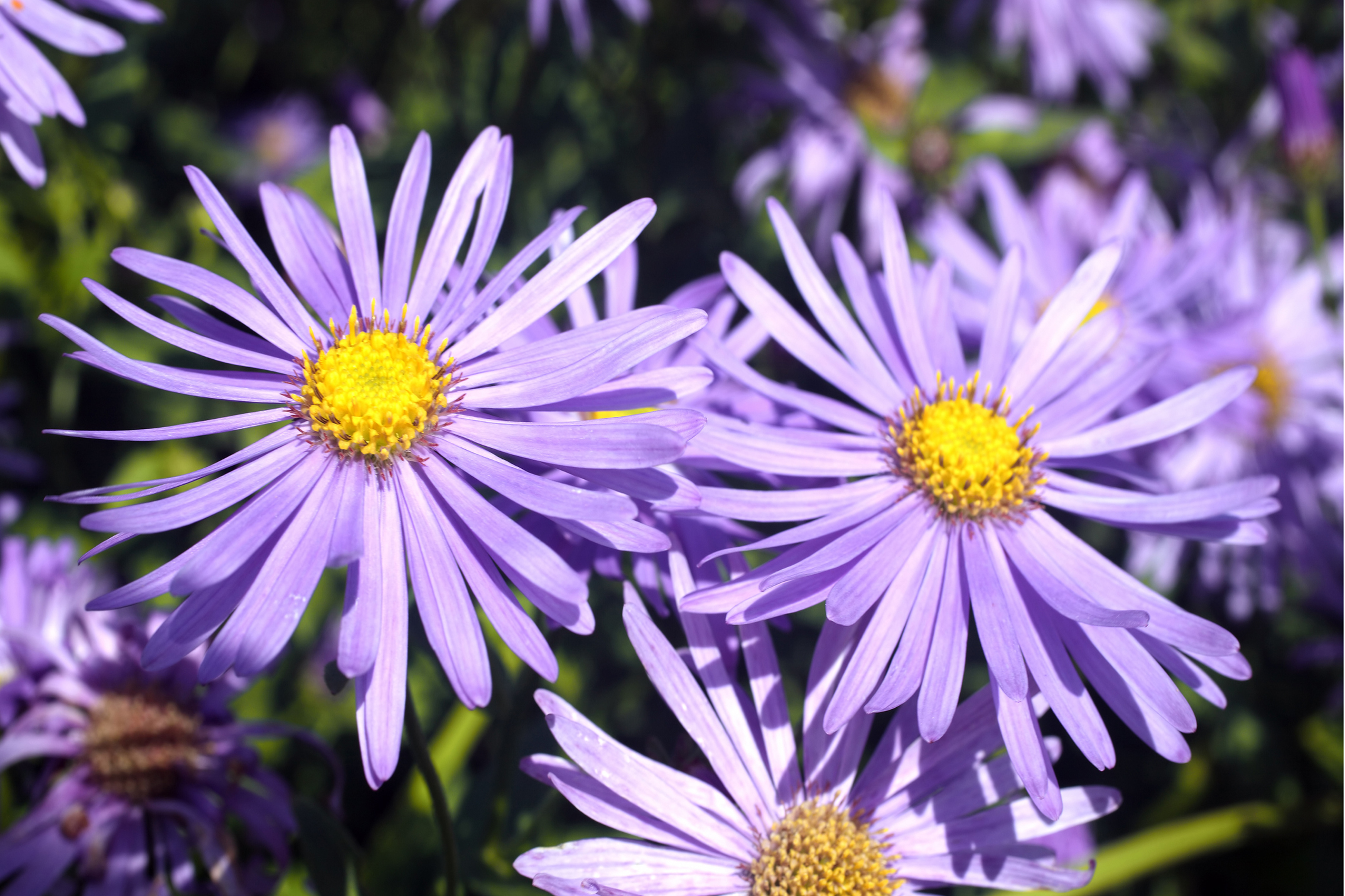Aster x frikartii, known as the Michaelmas daisy, in bloom (Thinkstock/PA)