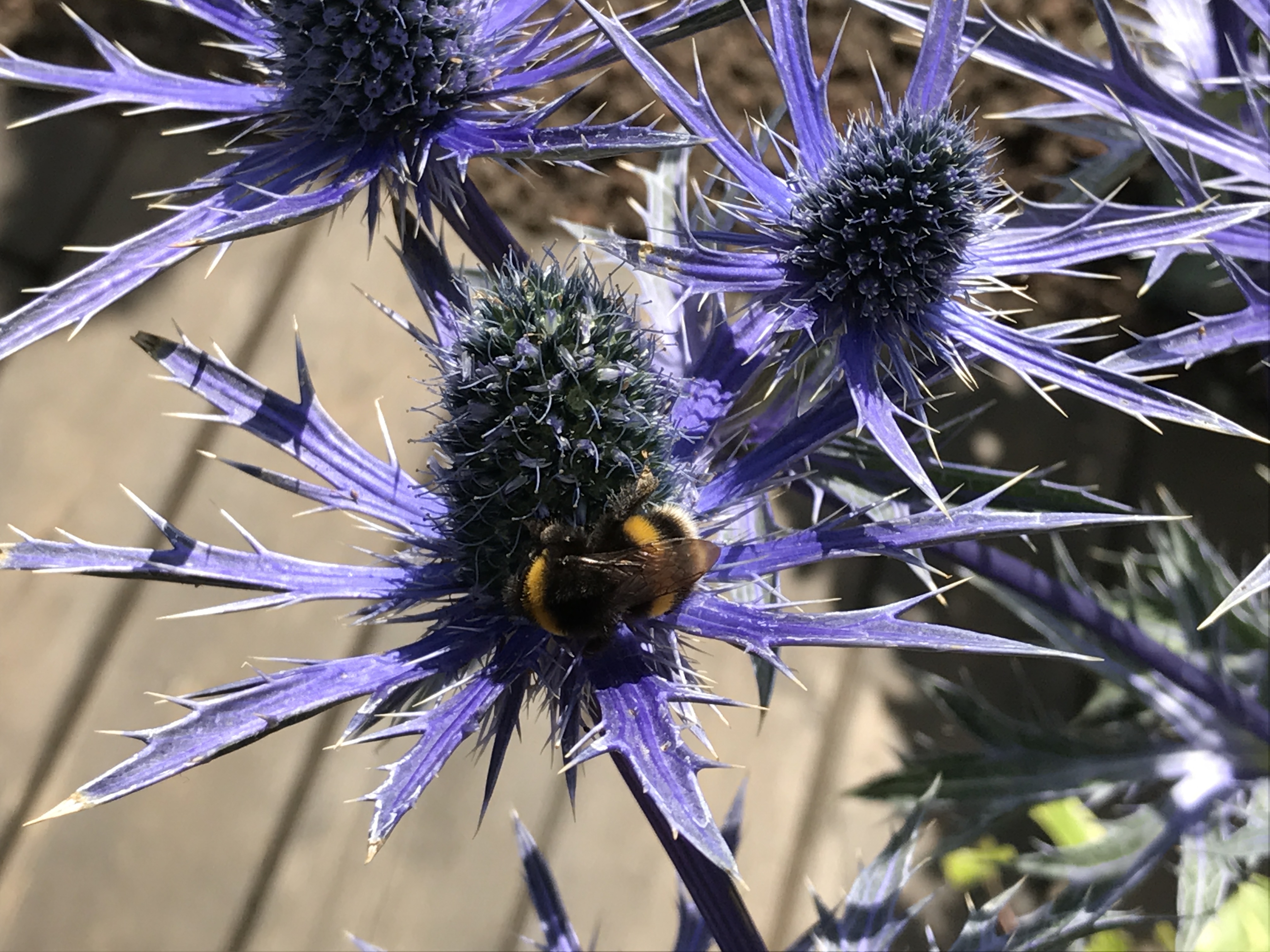 Sea holly. (Hannah Stephenson/PA)