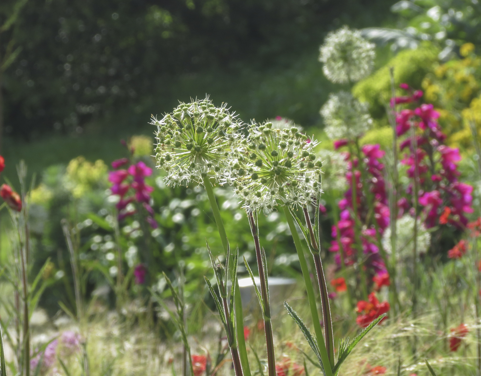 Seaside plants. (Thinkstock/PA)