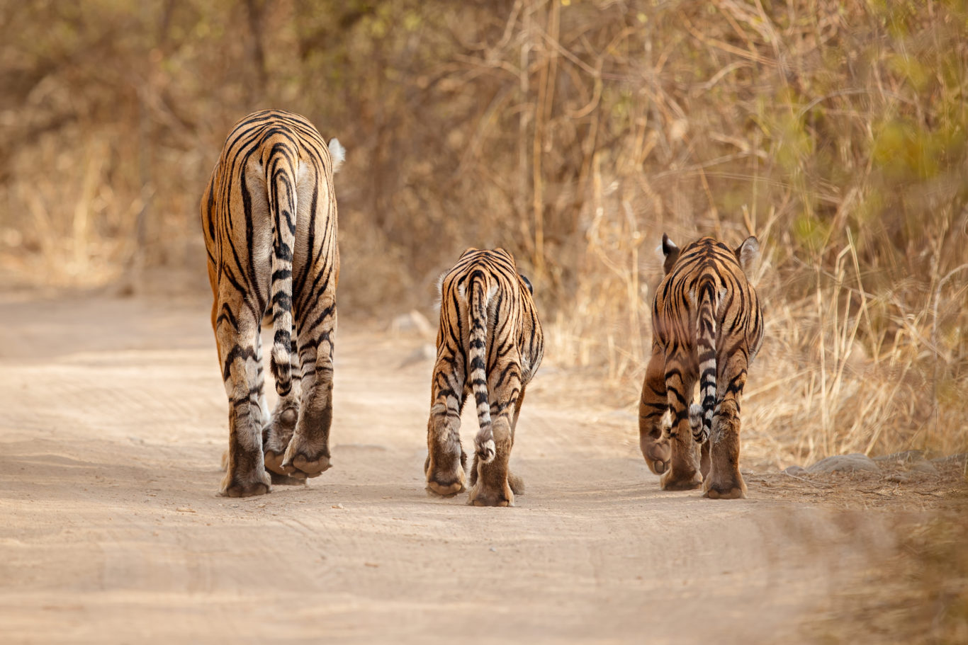 Tigers in the wild (Photocech/Getty/PA)