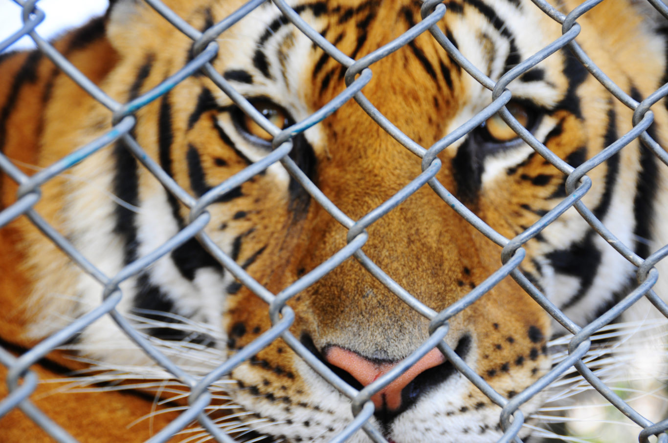 Tiger behind wire (pinksenorita/Getty/PA)