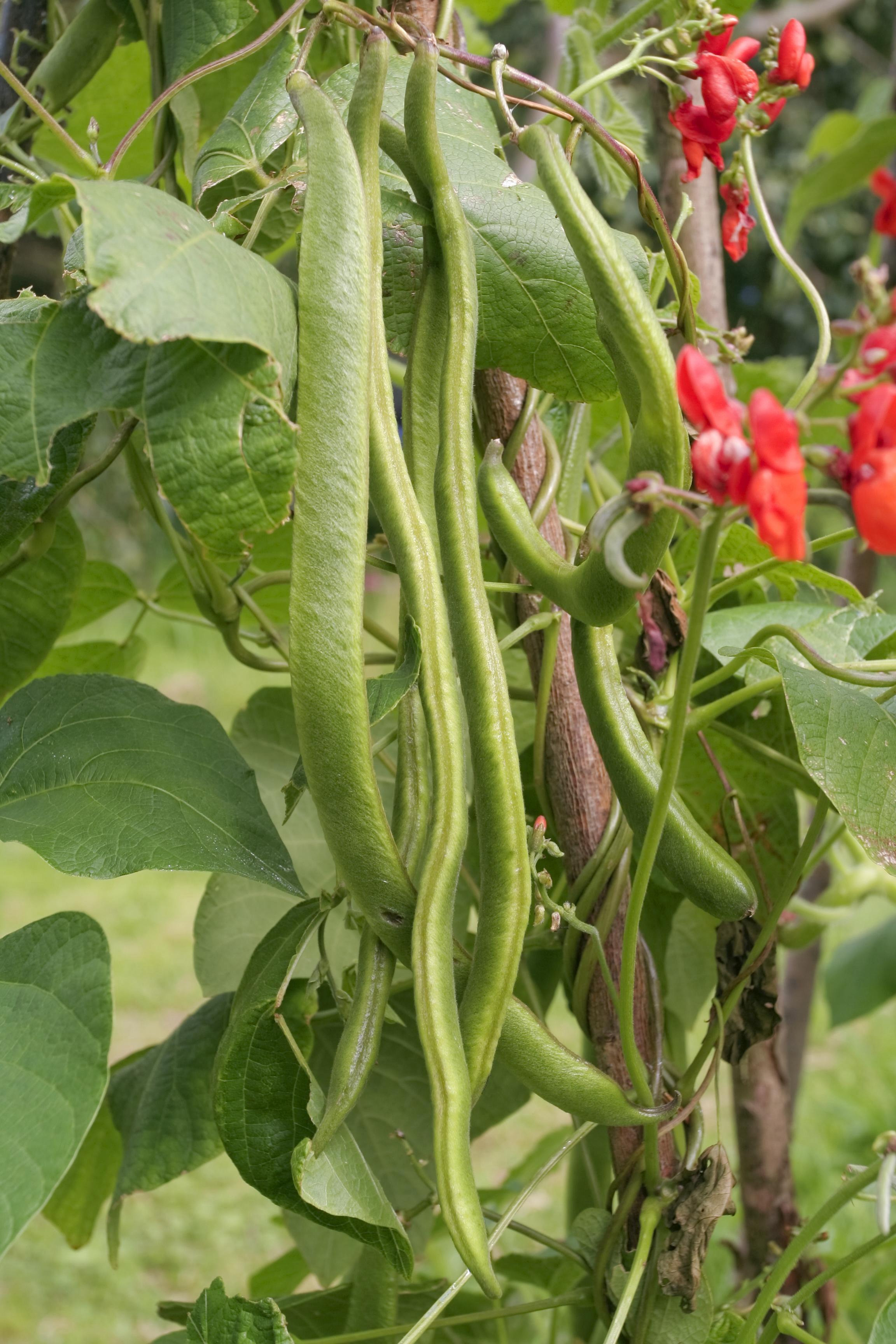 Runner beans (Thinkstock/PA)