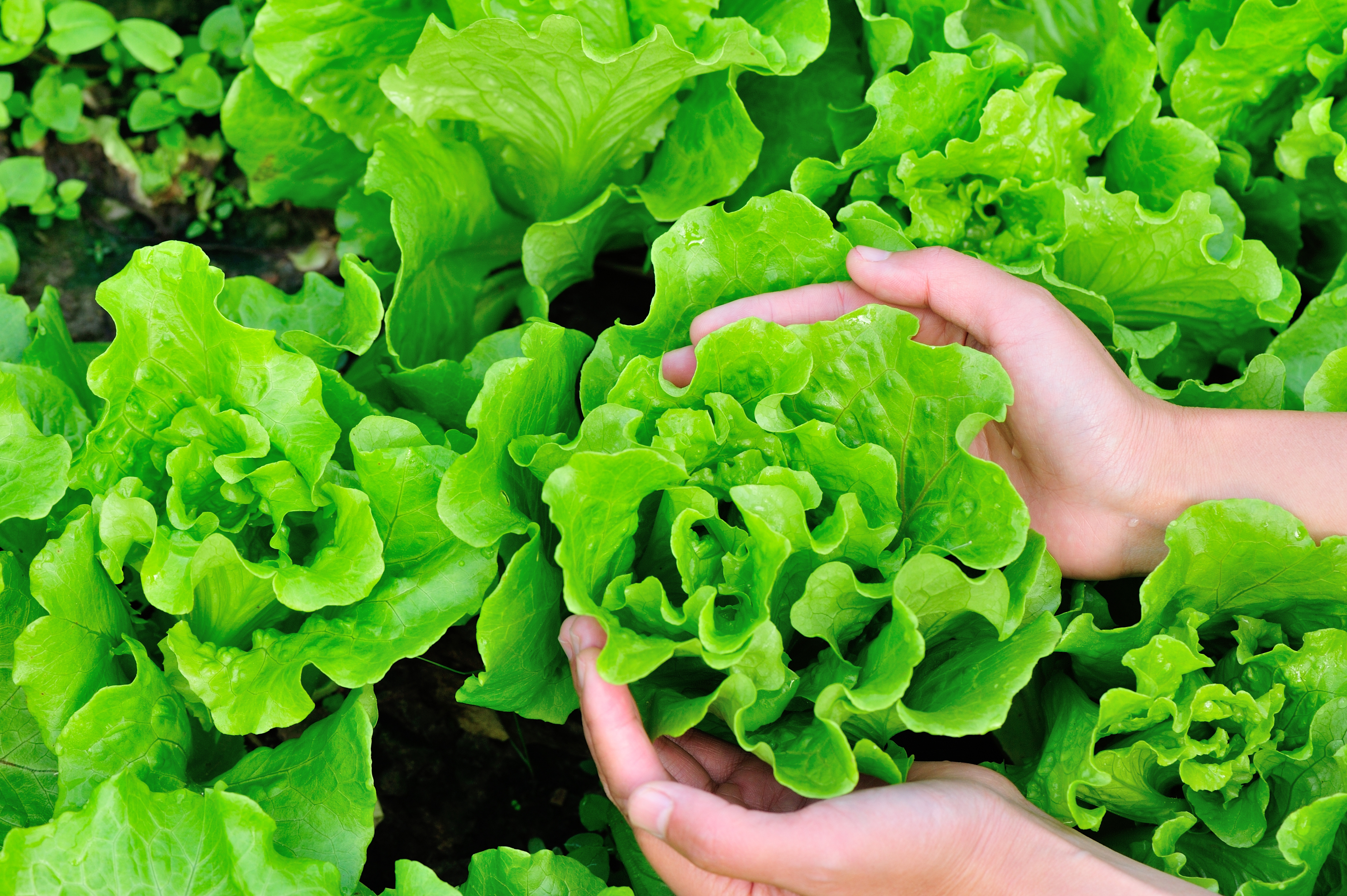 Lettuce (Thinkstock/PA)
