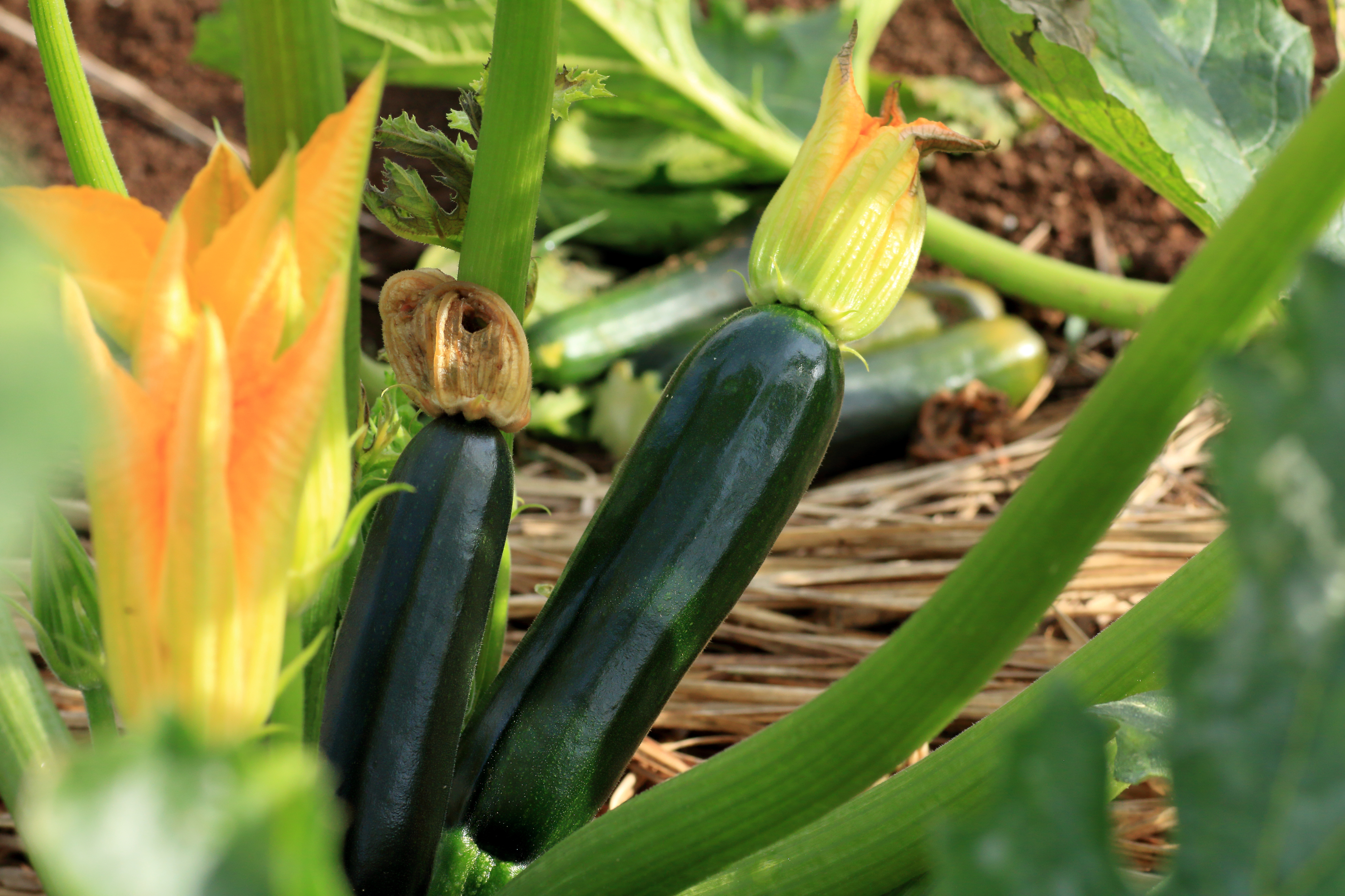 Courgettes (Thinkstock/PA)