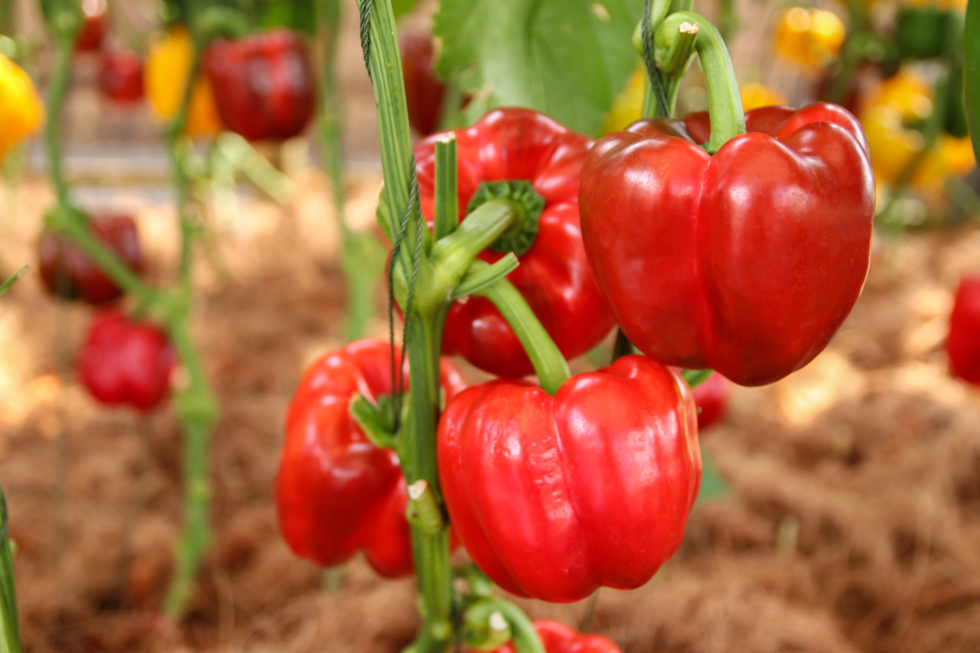 Pepper (thinkstock/PA)