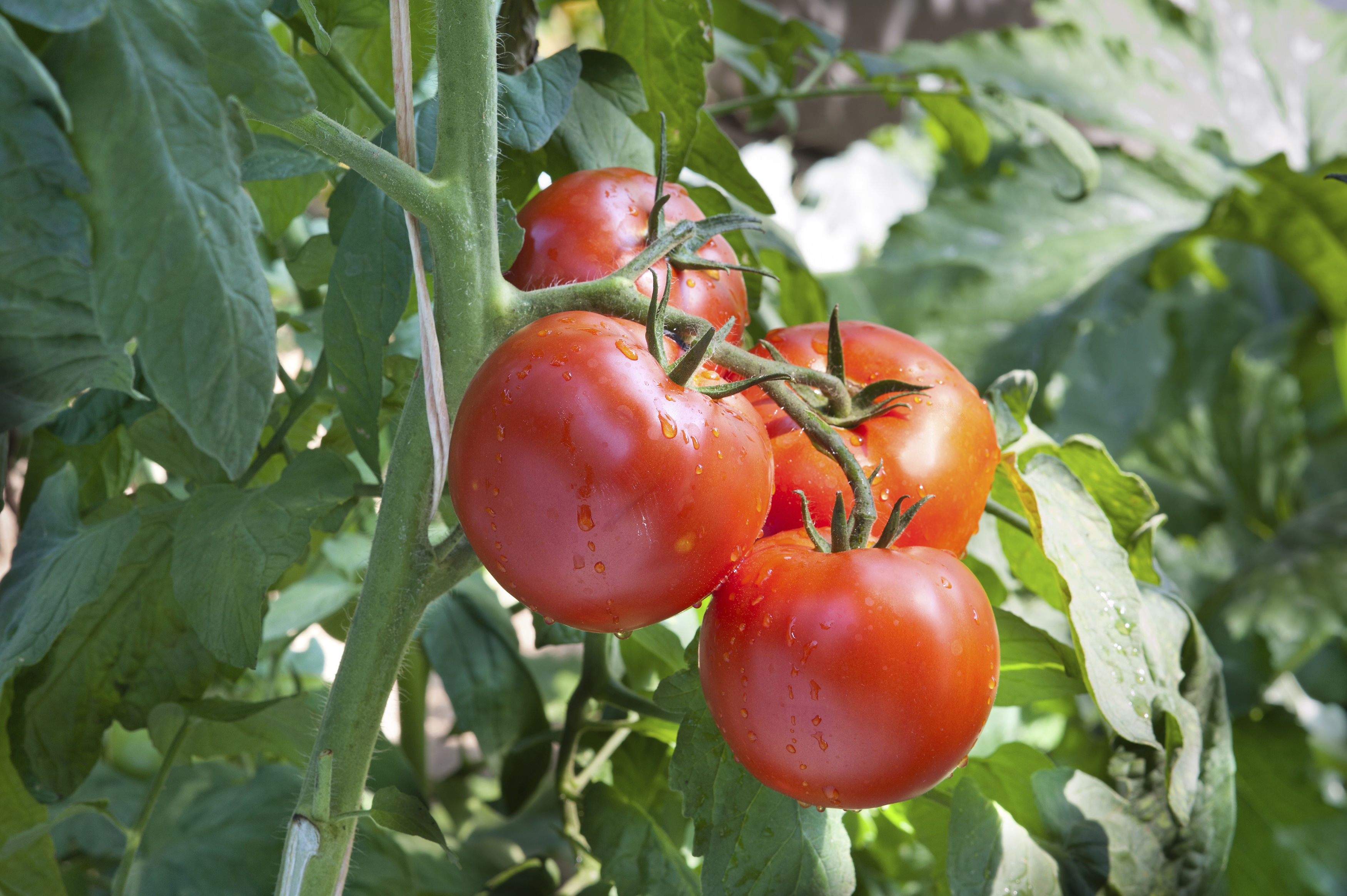 Tomatoes (Thinkstock)