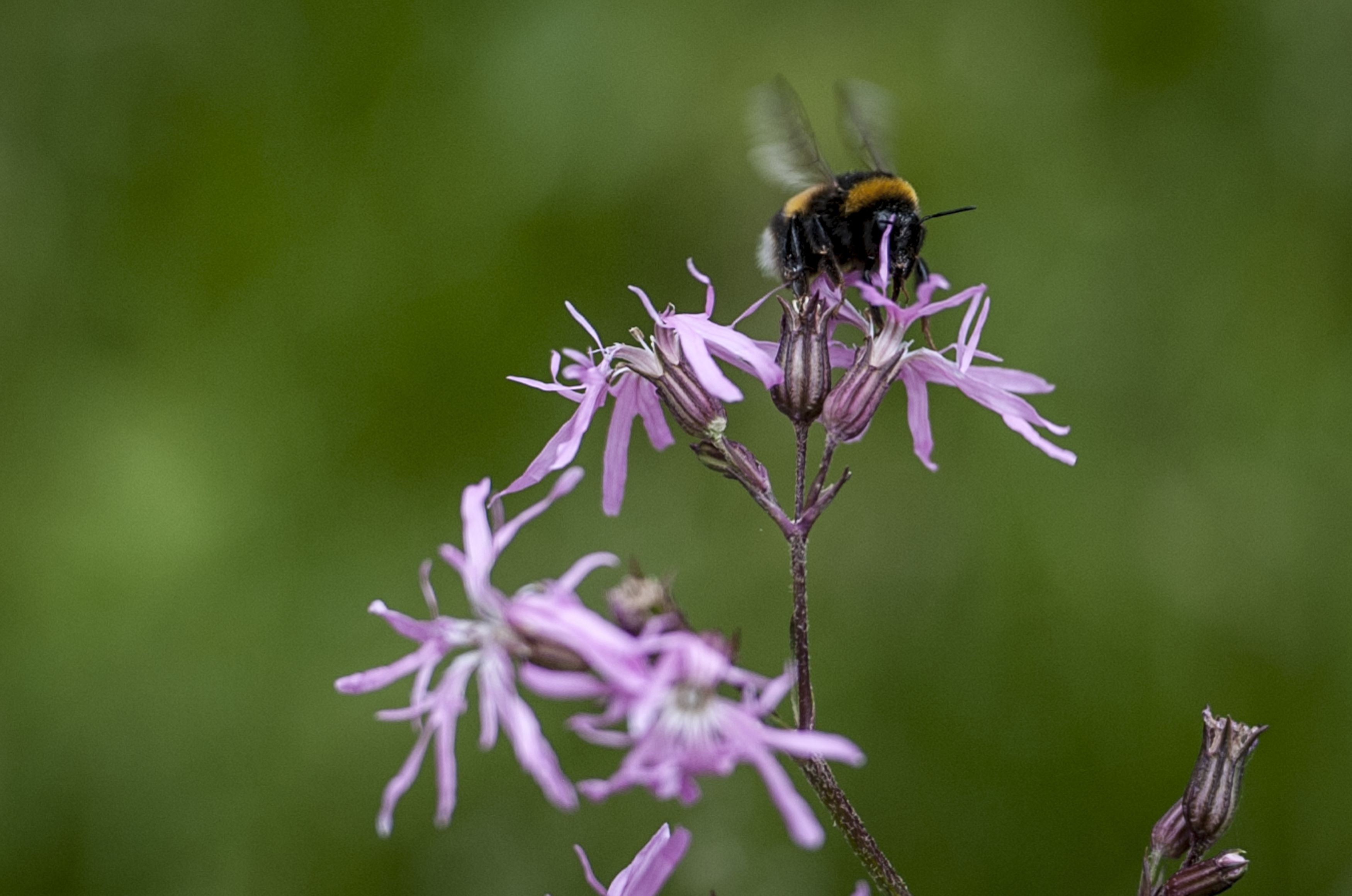 a bee on a flower