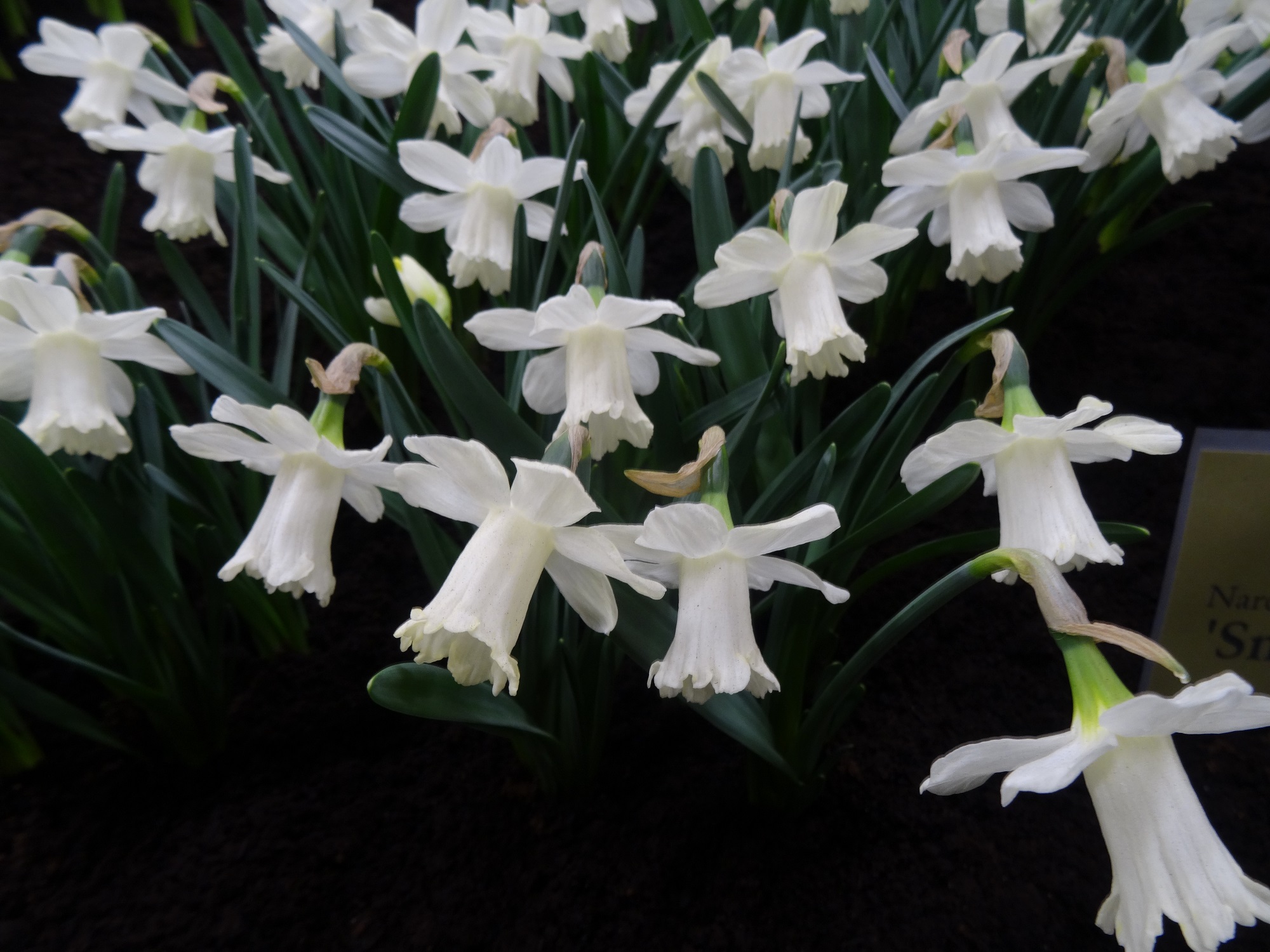 Narcissus 'Snow Baby' (Broadleigh Gardens/PA)