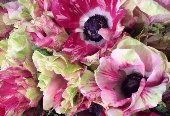Anemone Mistral Tigre (Dobies/PA)