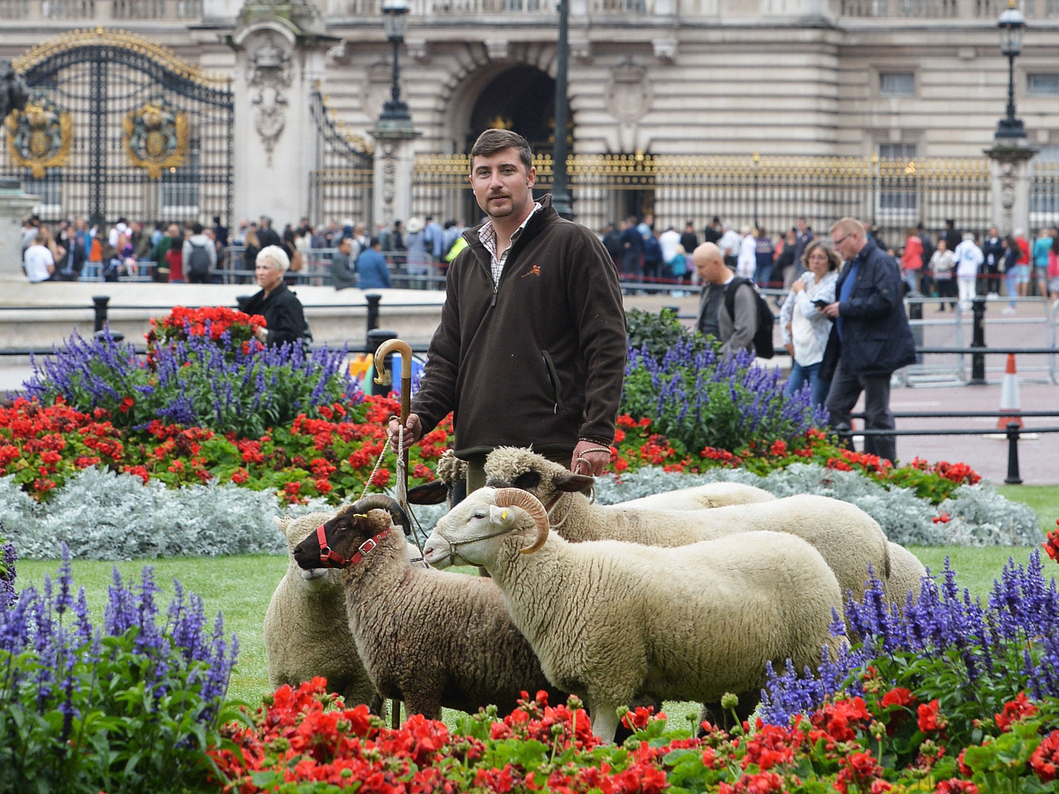 Sheep outside Buckingham Palace which will graze in Green Park for a conservation trial