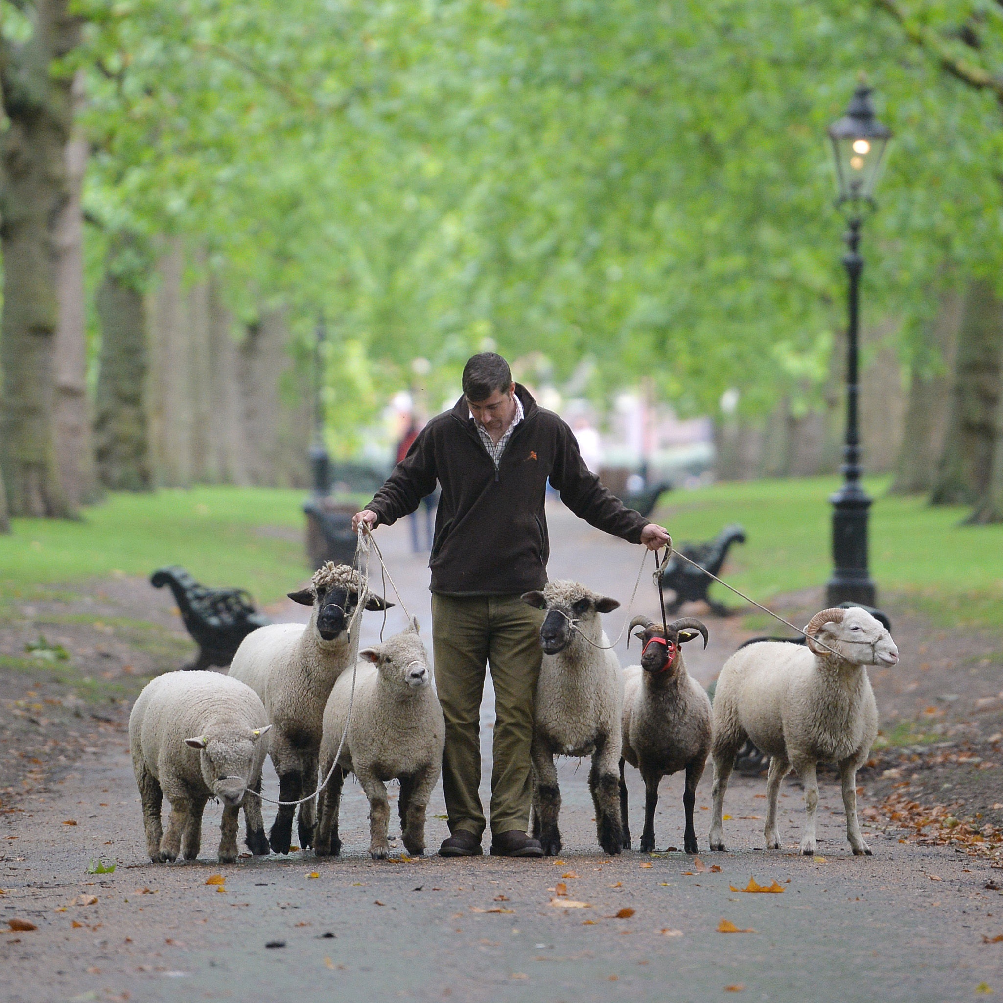 Sheep in Green Park, London, which are there for a conservation trial