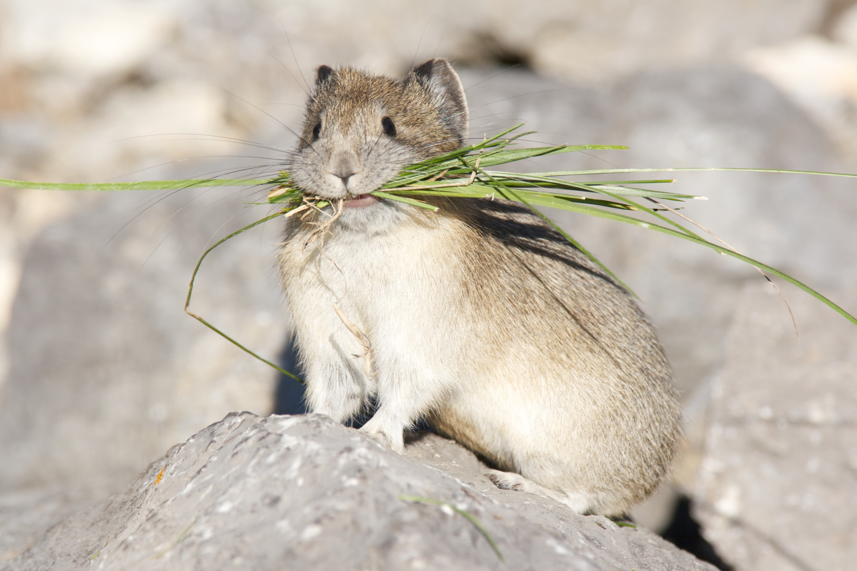 A pika collecting grass for the winter