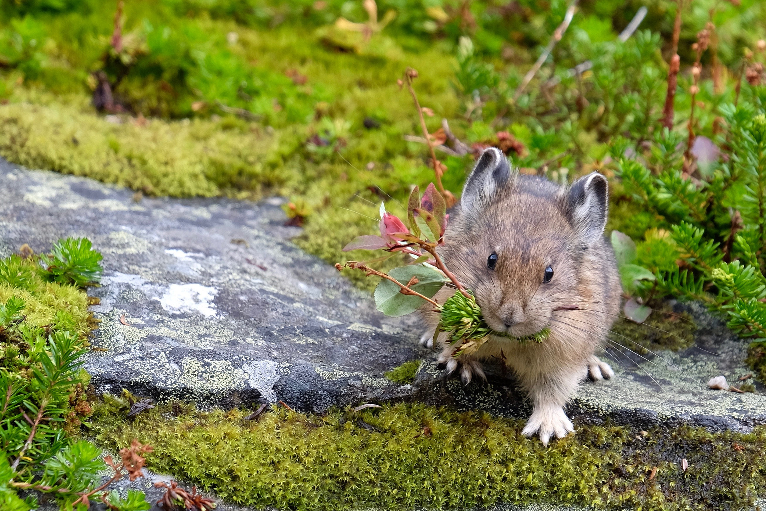 American pika