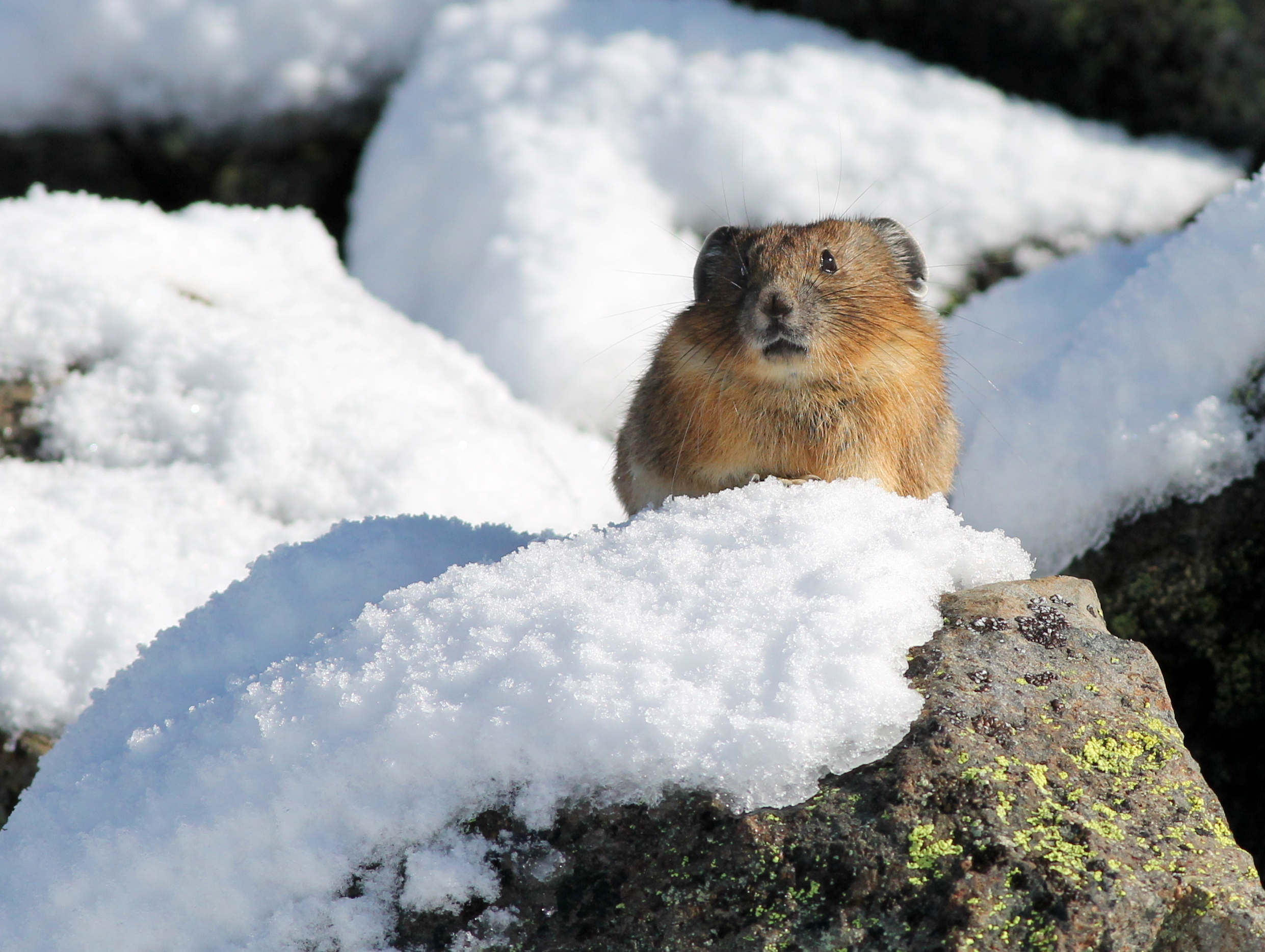 A pika on snow