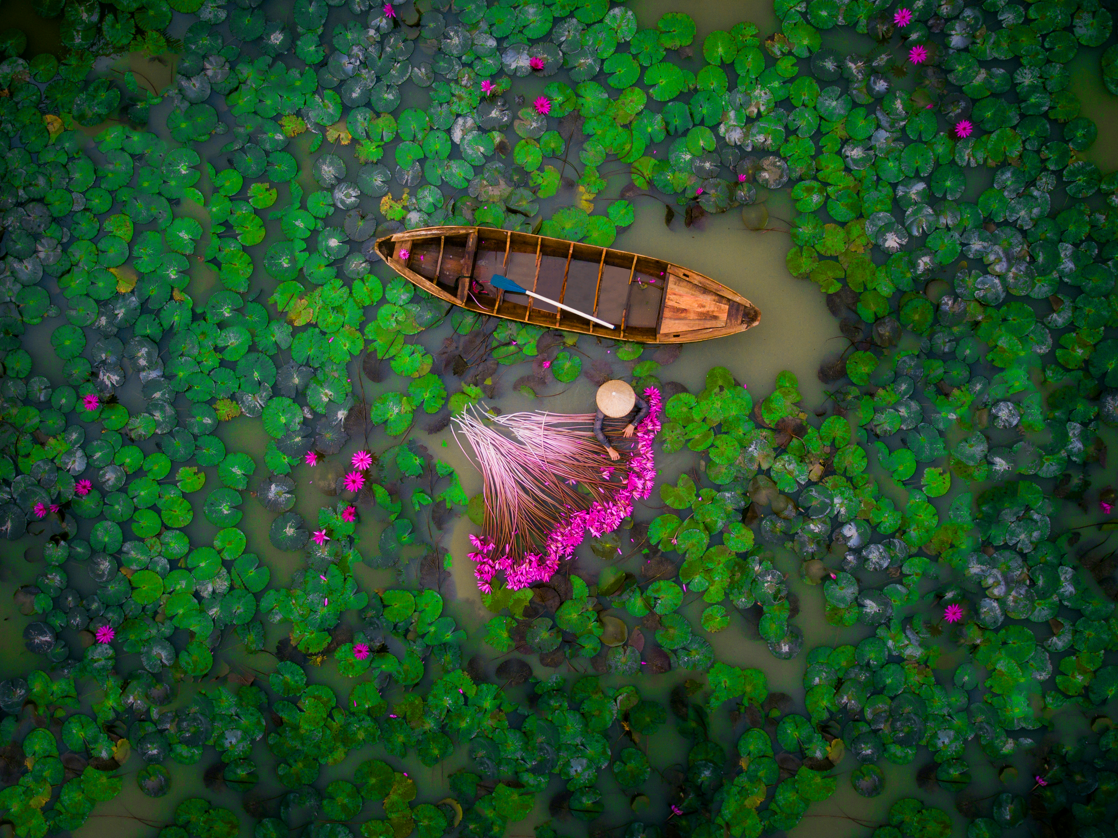 Waterlily, Vietnam by Helios1412/Dronestagram)