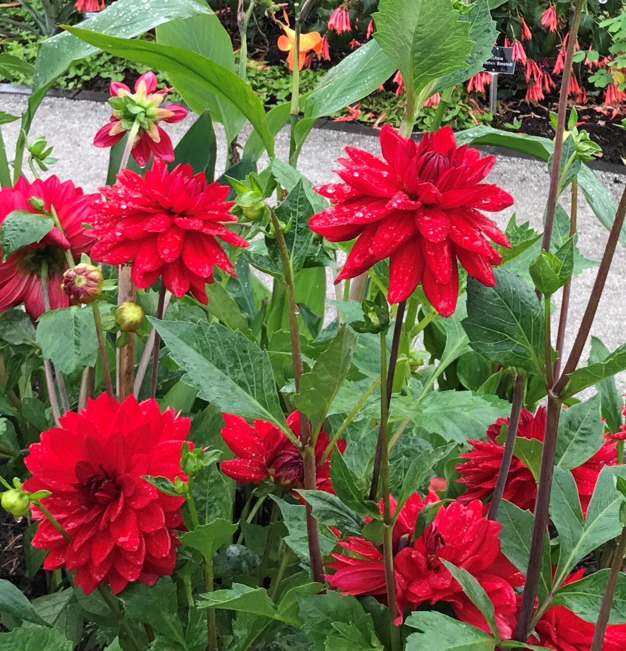 Dahlia 'Edwin's Sunset' (Hannah Stephenson/PA)
