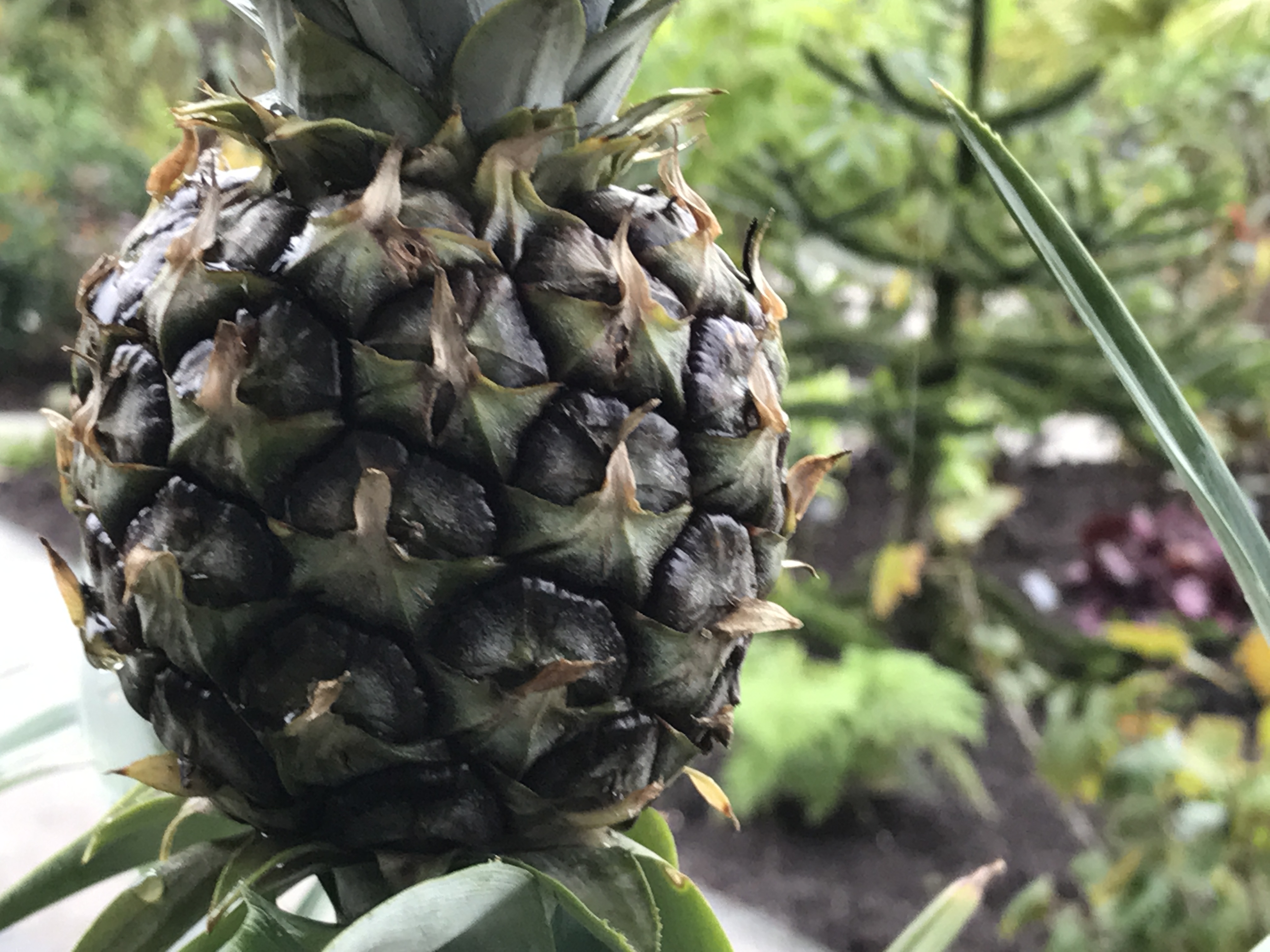 Pineapples will suffer in winter (Hannah Stephenson/PA)
