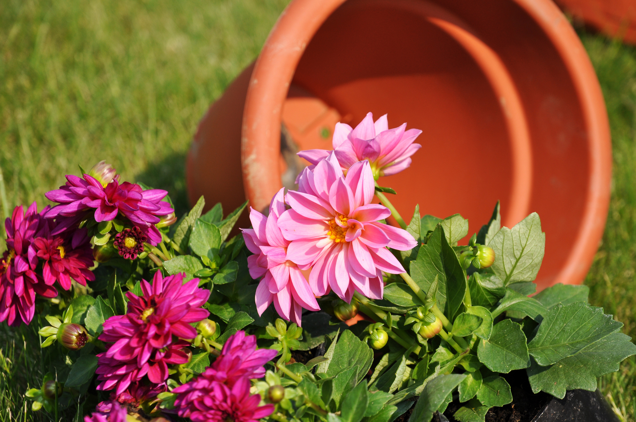 How to grow dahlias in pots TV3 Xposé