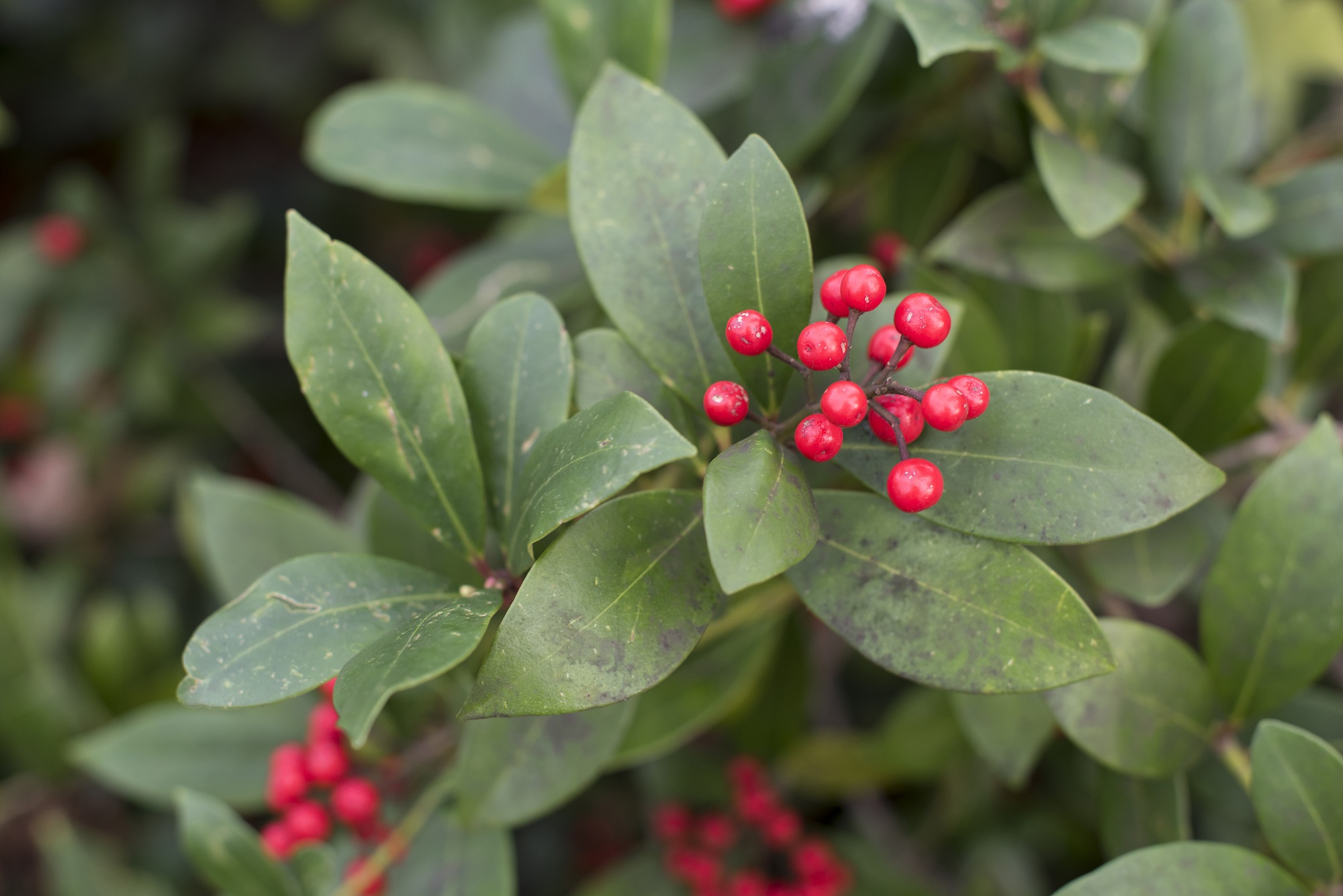 Skimmia japonica (Anna Brockman/RHS/PA)
