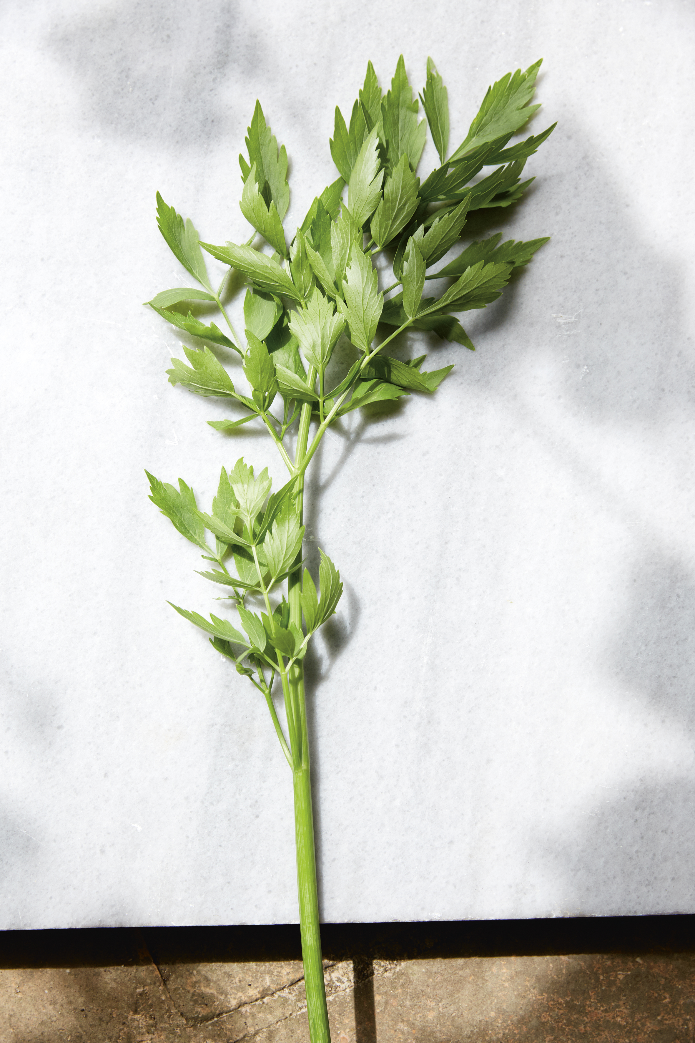 Lovage (Tamin Jones/Nourish/PA)
