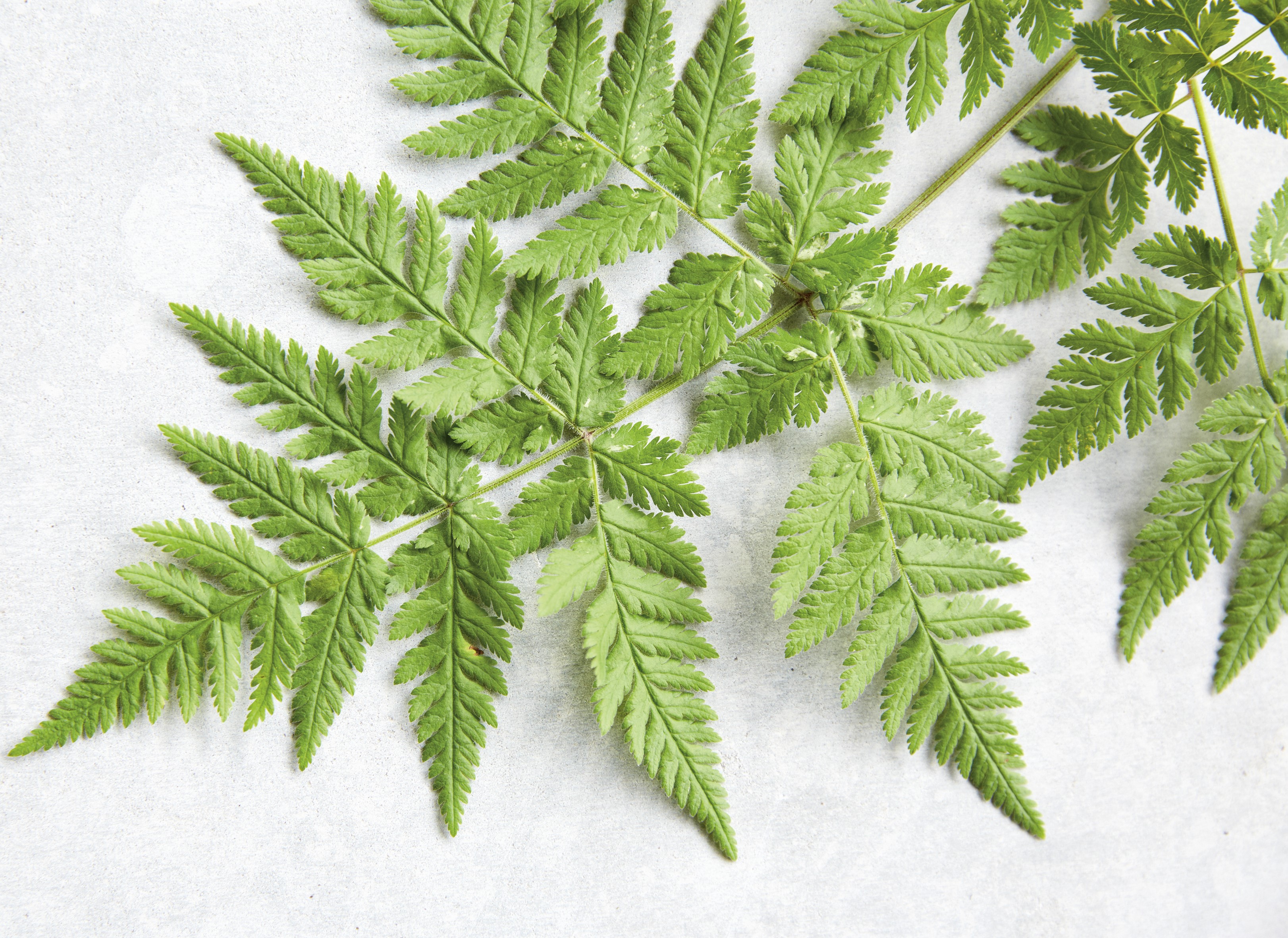 Sweet cicely (Tamin Jones/Nourish/PA)