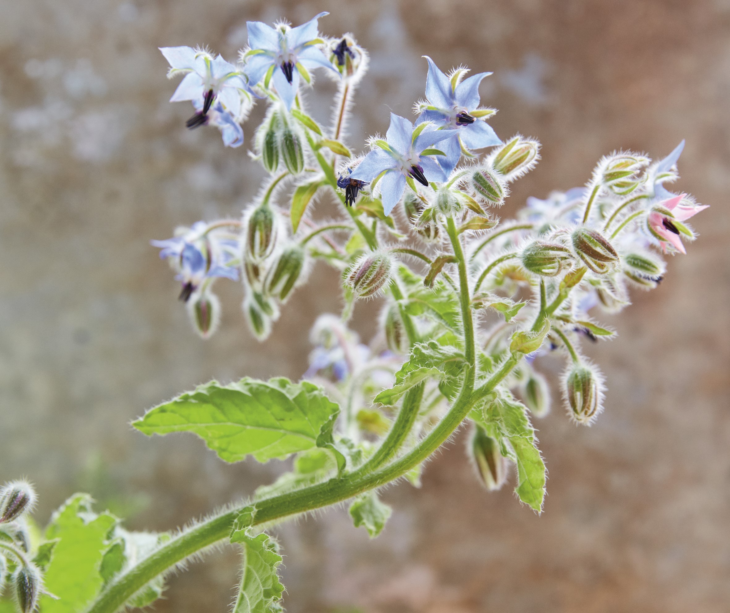 Borage (Tamin Jones/Nourish/PA)
