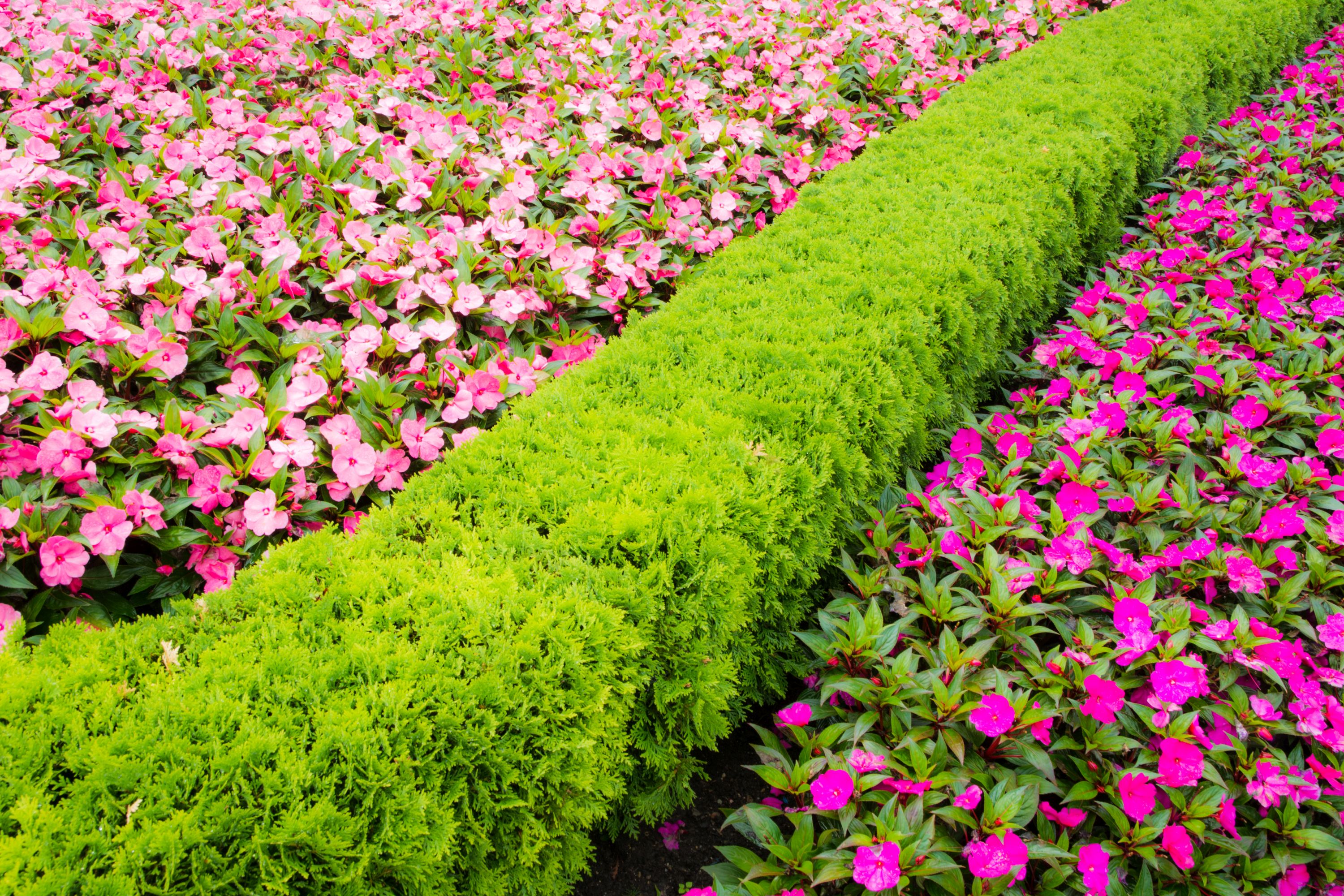 Thuja hedge with bedding (Thinkstock/PA)