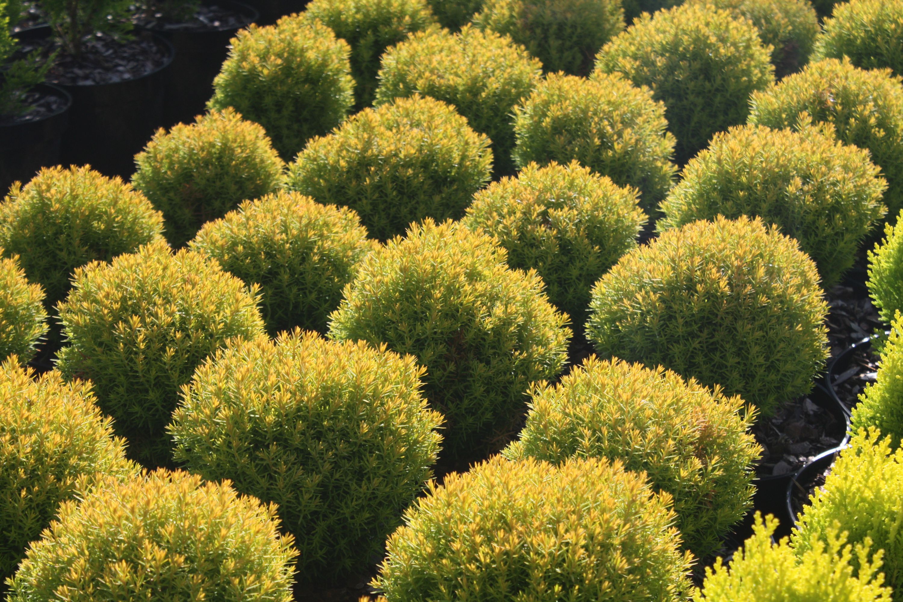 Thuja occidentalis 'Aniek' fills border space (Derek Spicer/PA)