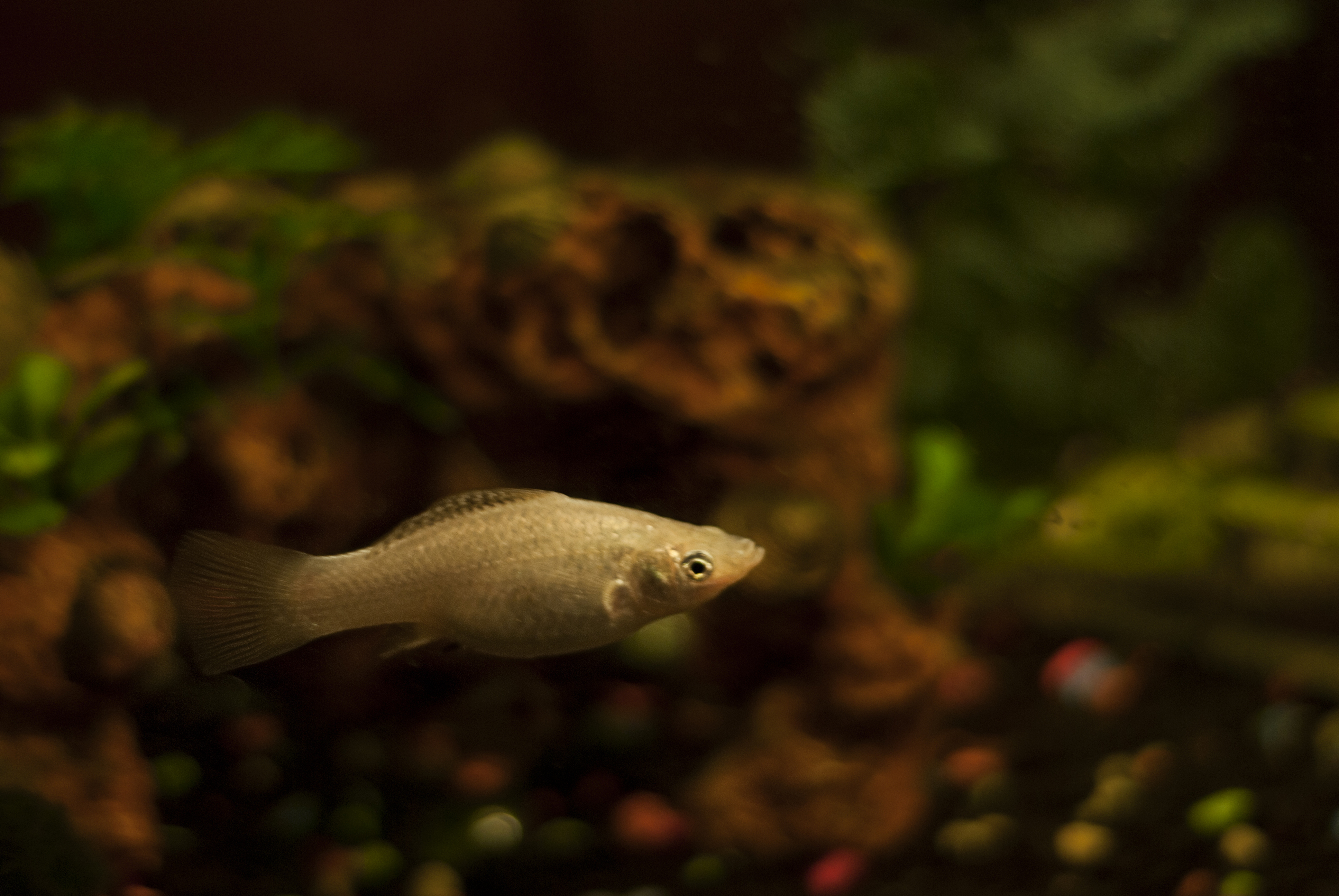 Guppy fish.