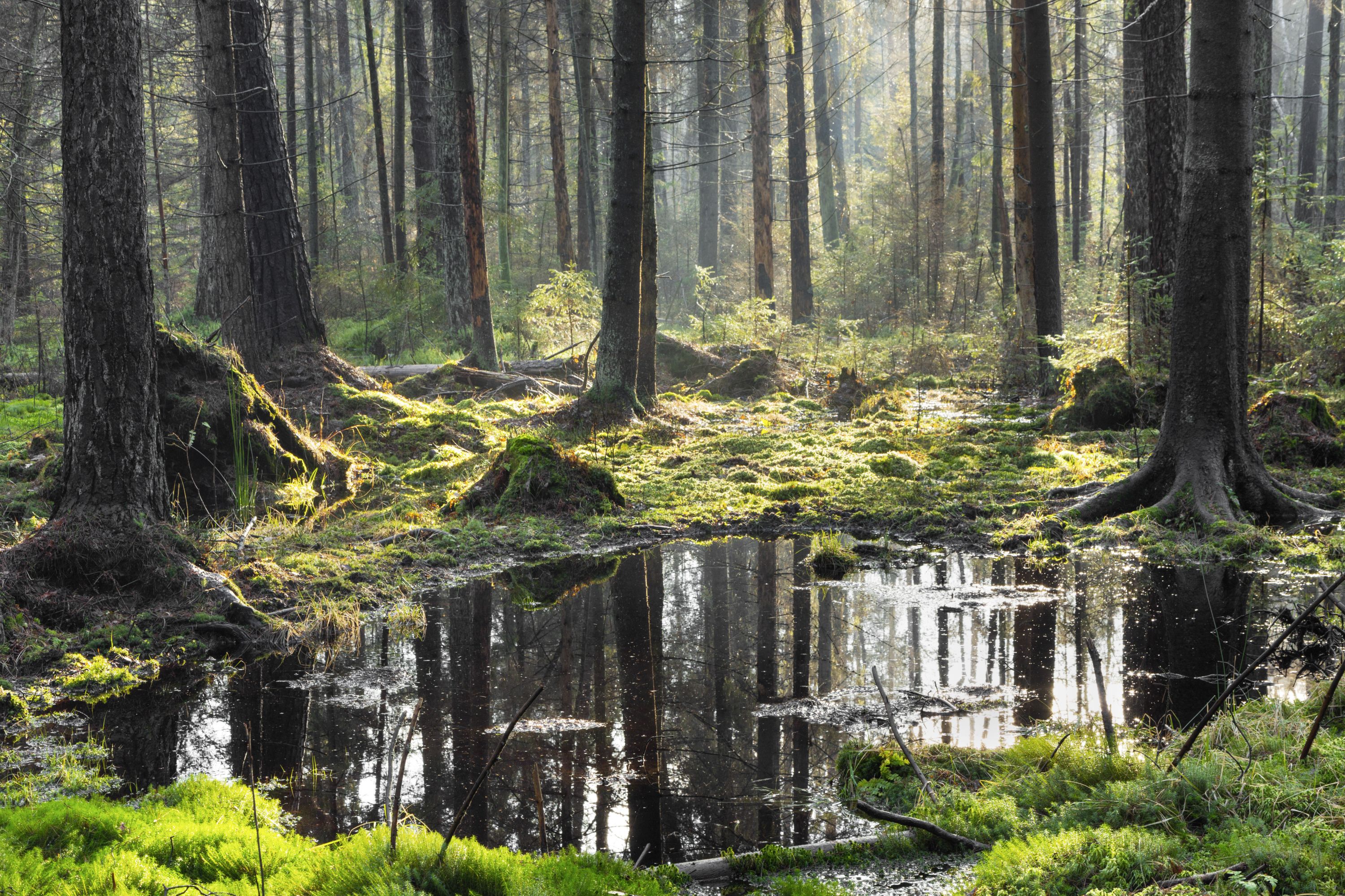 Bialowieza Forest (123RF/Aleksander Bołbot/PA)