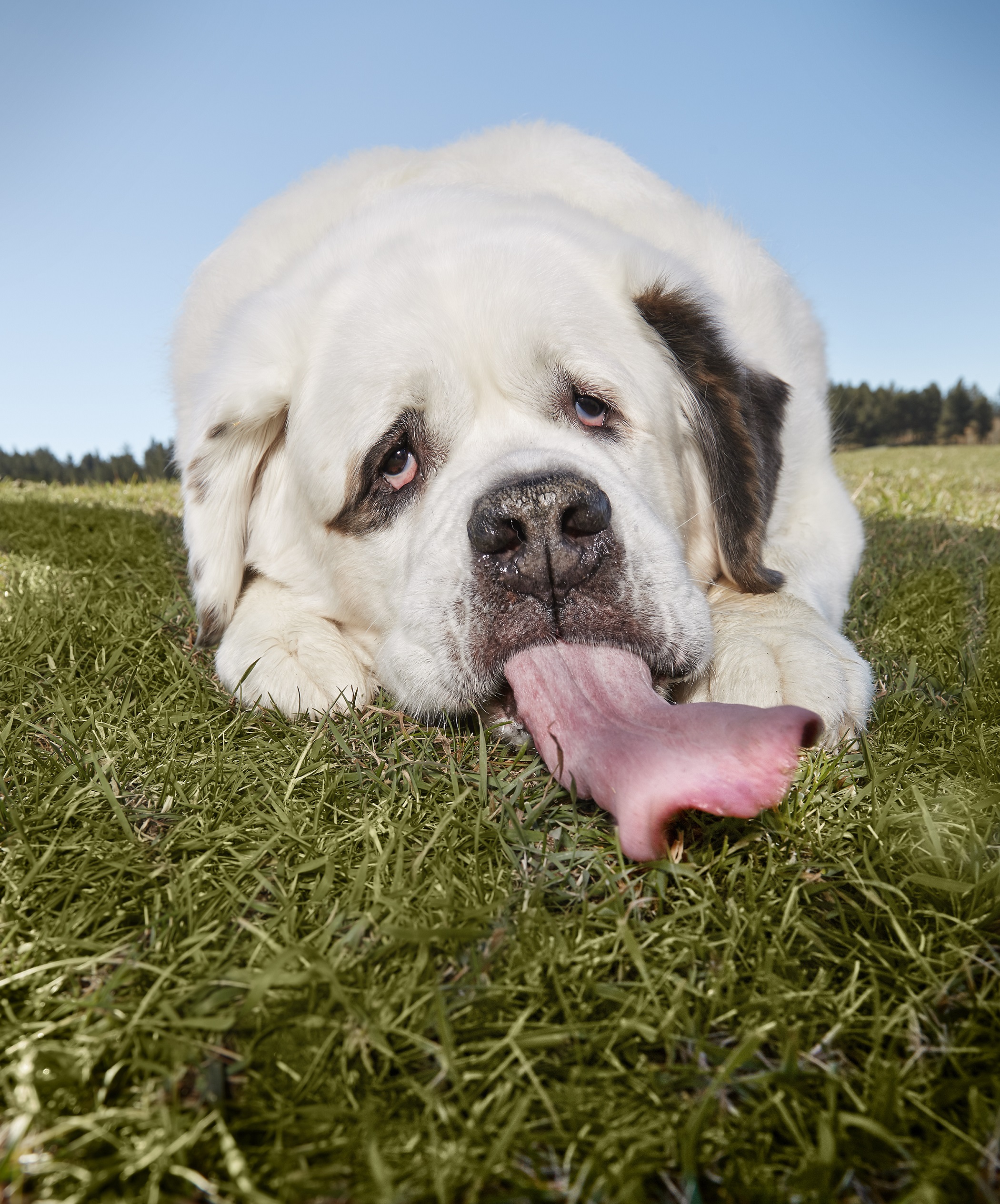 Mochi lying down