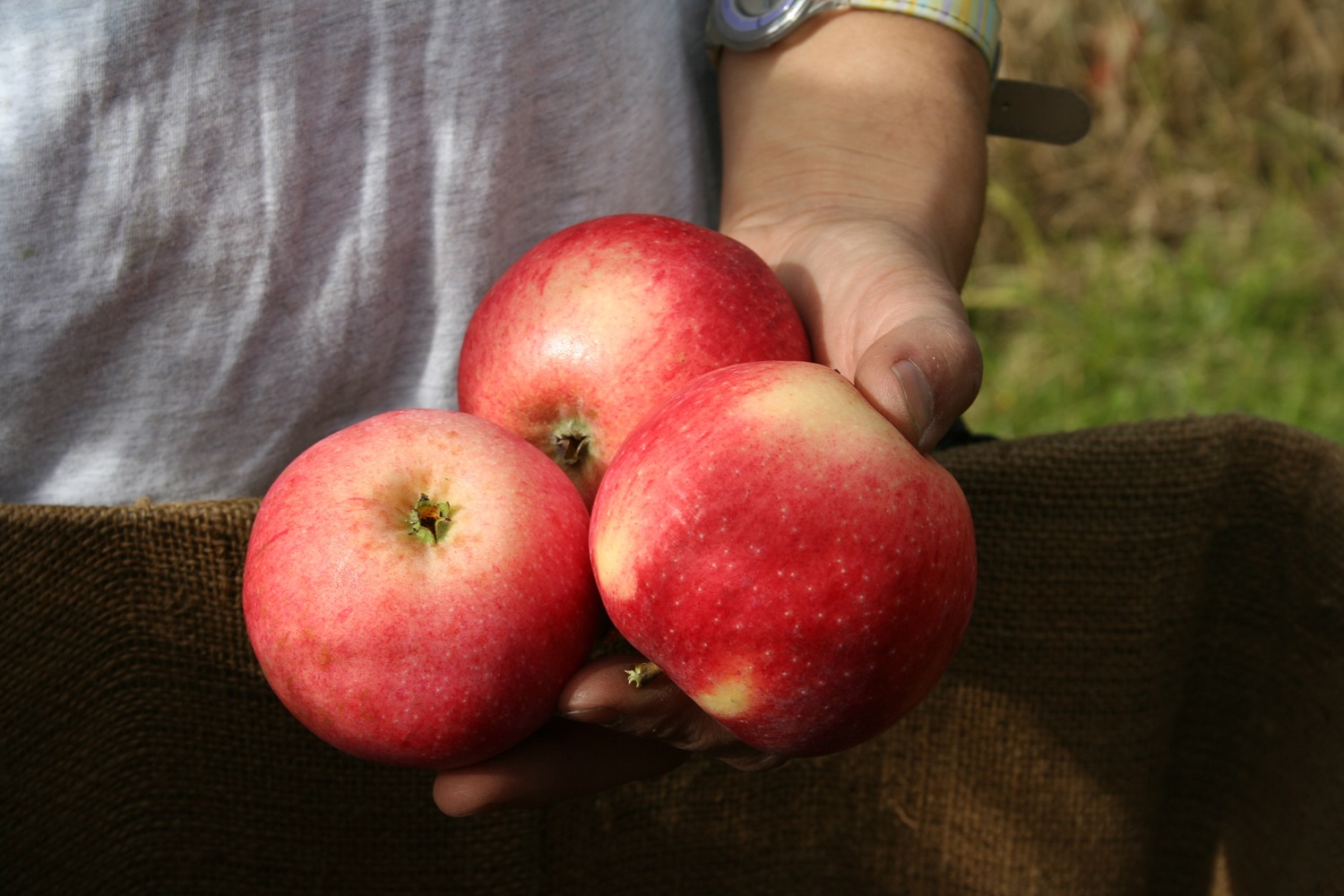 Everyone can grow apples. (Lubera/PA)