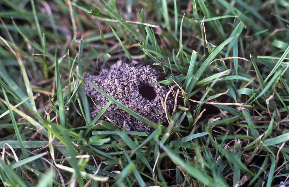 Bee burrow. (Andrew Halstead/RHS/PA)