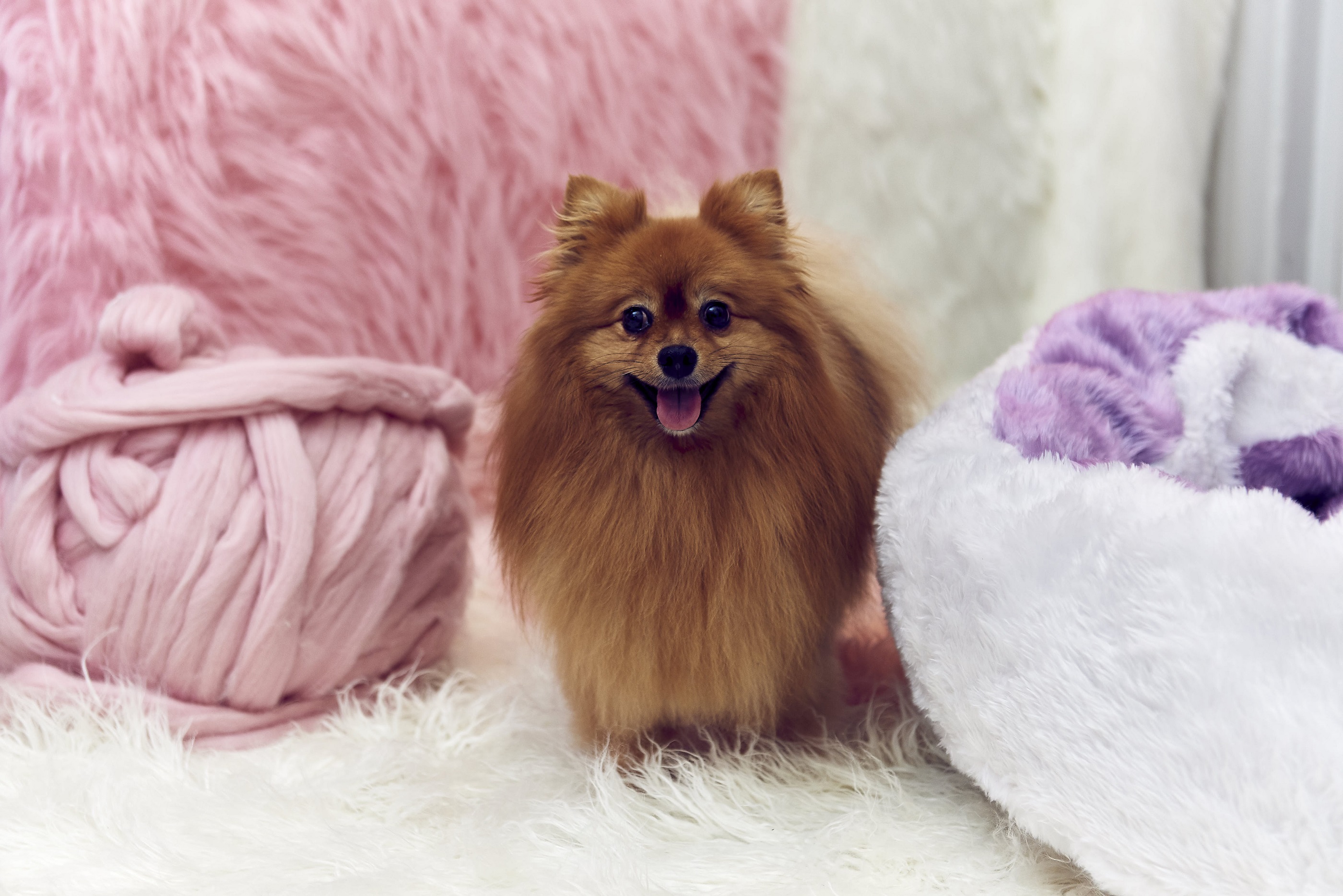 A small dog