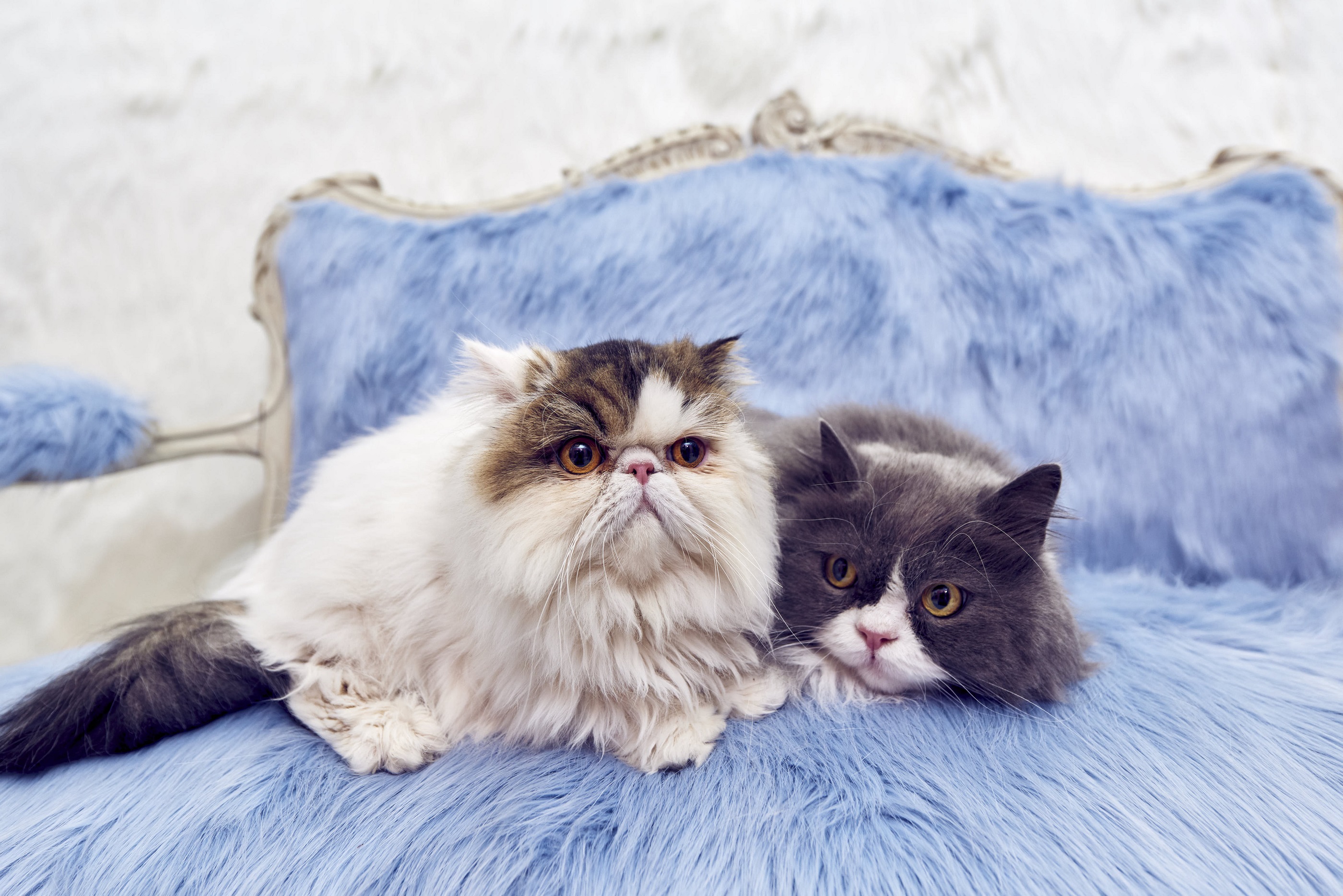 Cats in the exhibit